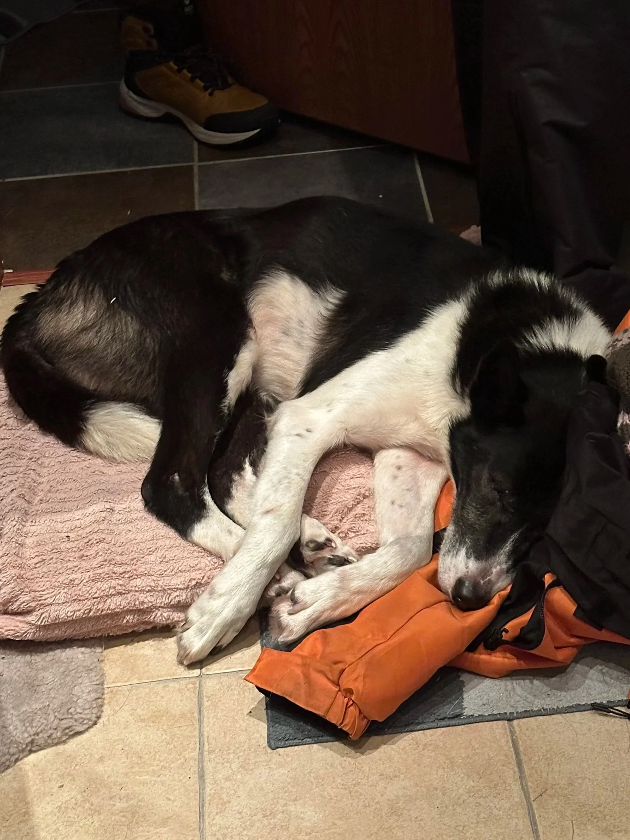 A black and white dog sleeping on a pink towel and an orange sleeping bag on a tiled floor.