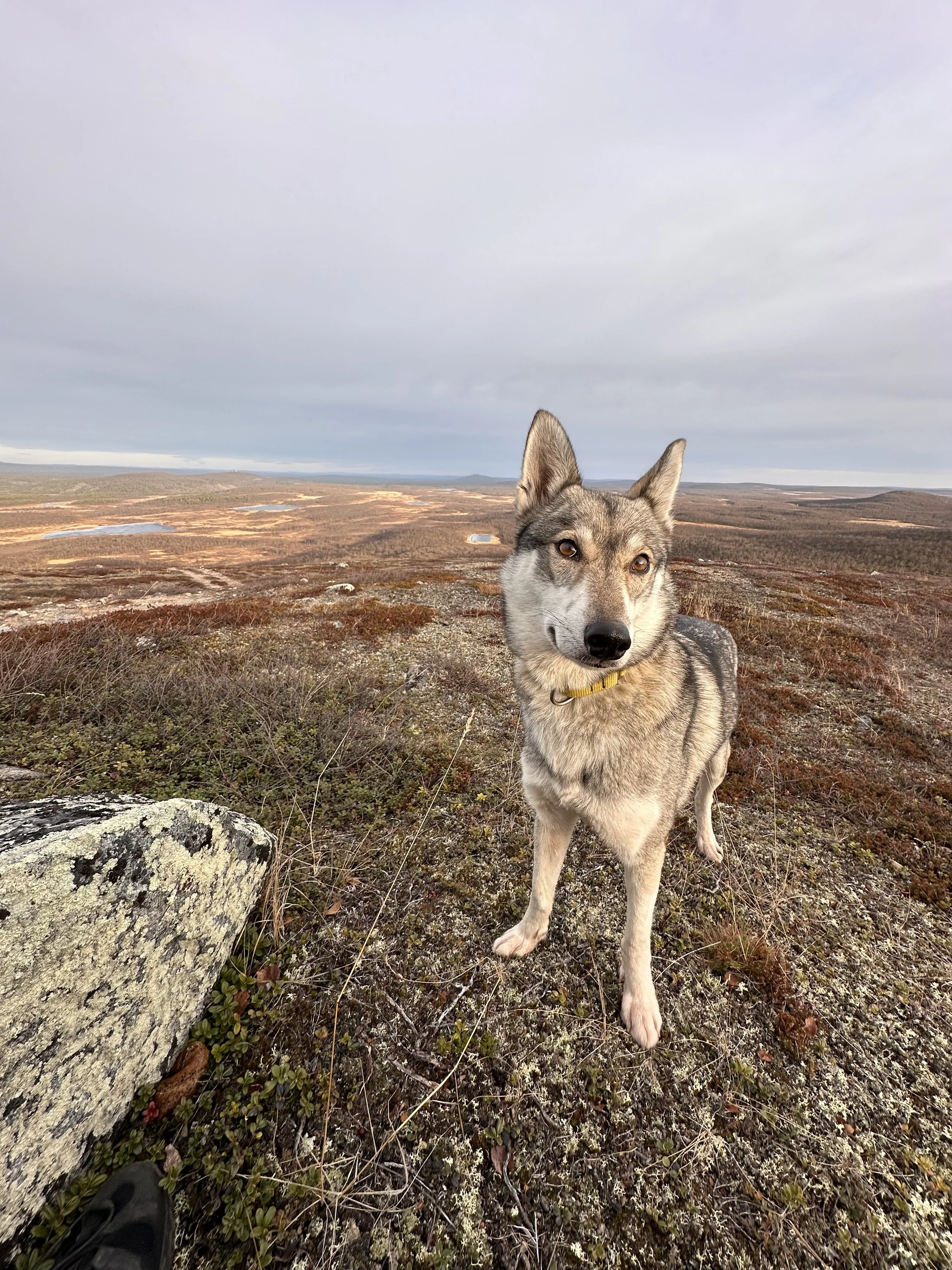 An alert husky dog standing on a rocky terrain with sparse vegetation, overlooking a vast open landscape with lakes and fields under a cloudy sky.