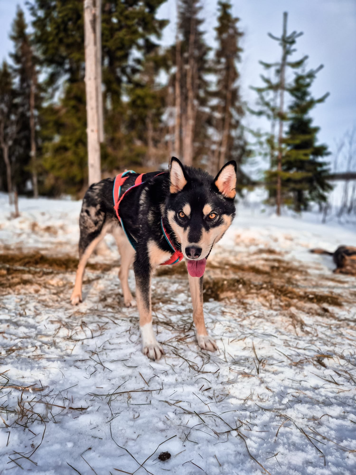 Husky dog standing on snowy ground with trees in background, tongue out, wearing a red harness.