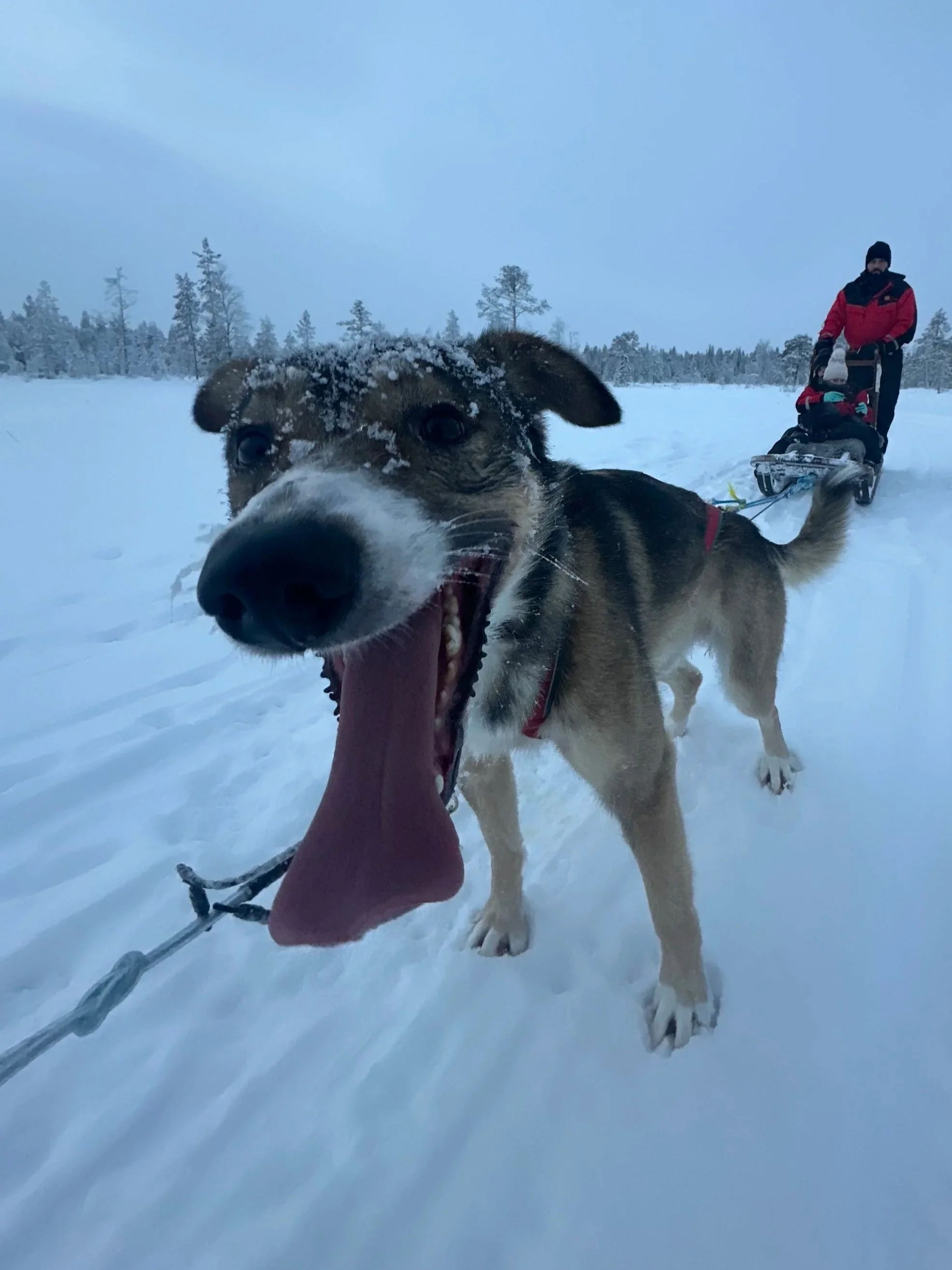 Close-up of a happy dog with its tongue out in a snowy landscape, pulling a sled with a person in the background.