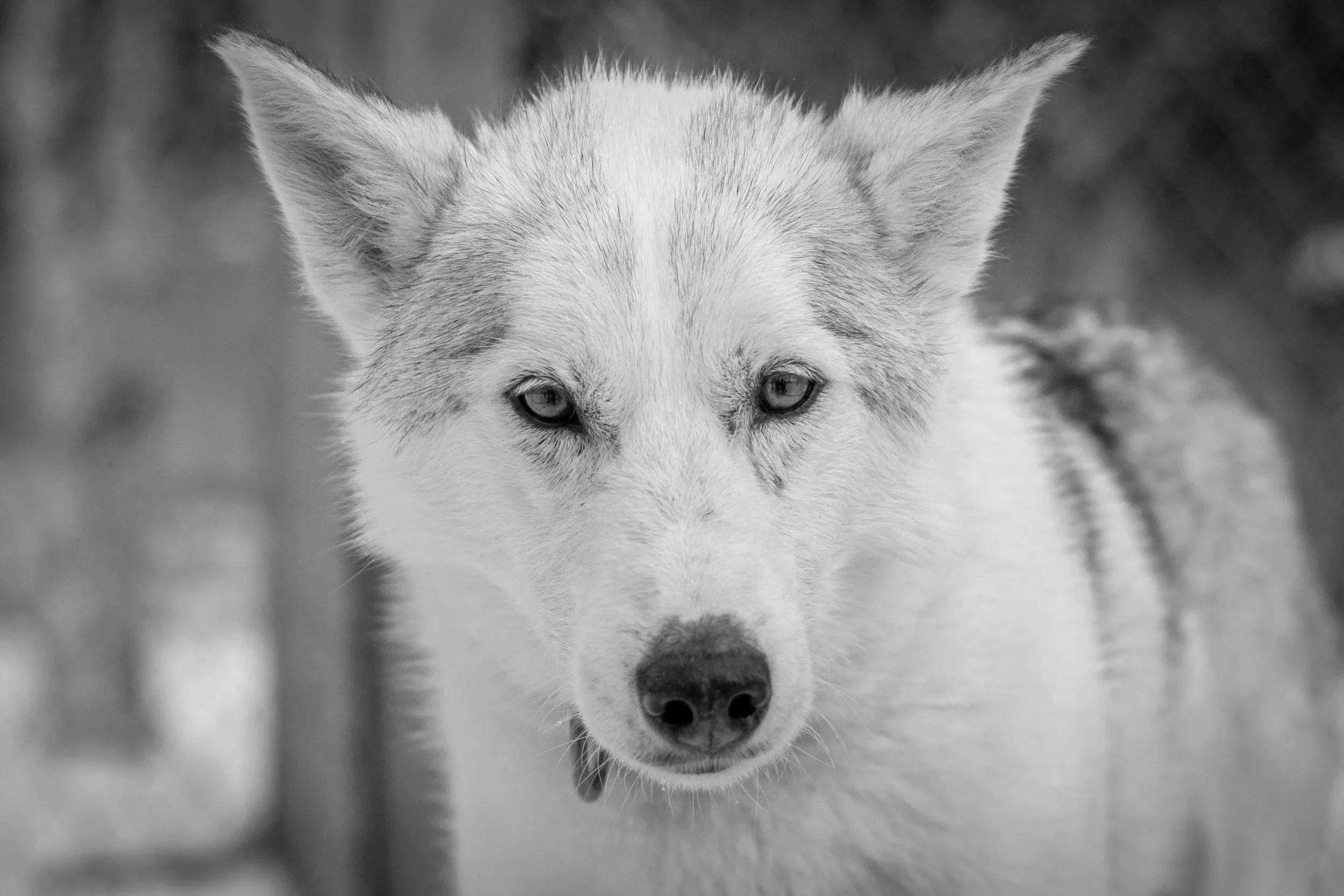 Close-up black and white photo of a Siberian Husky dog looking directly at the camera.