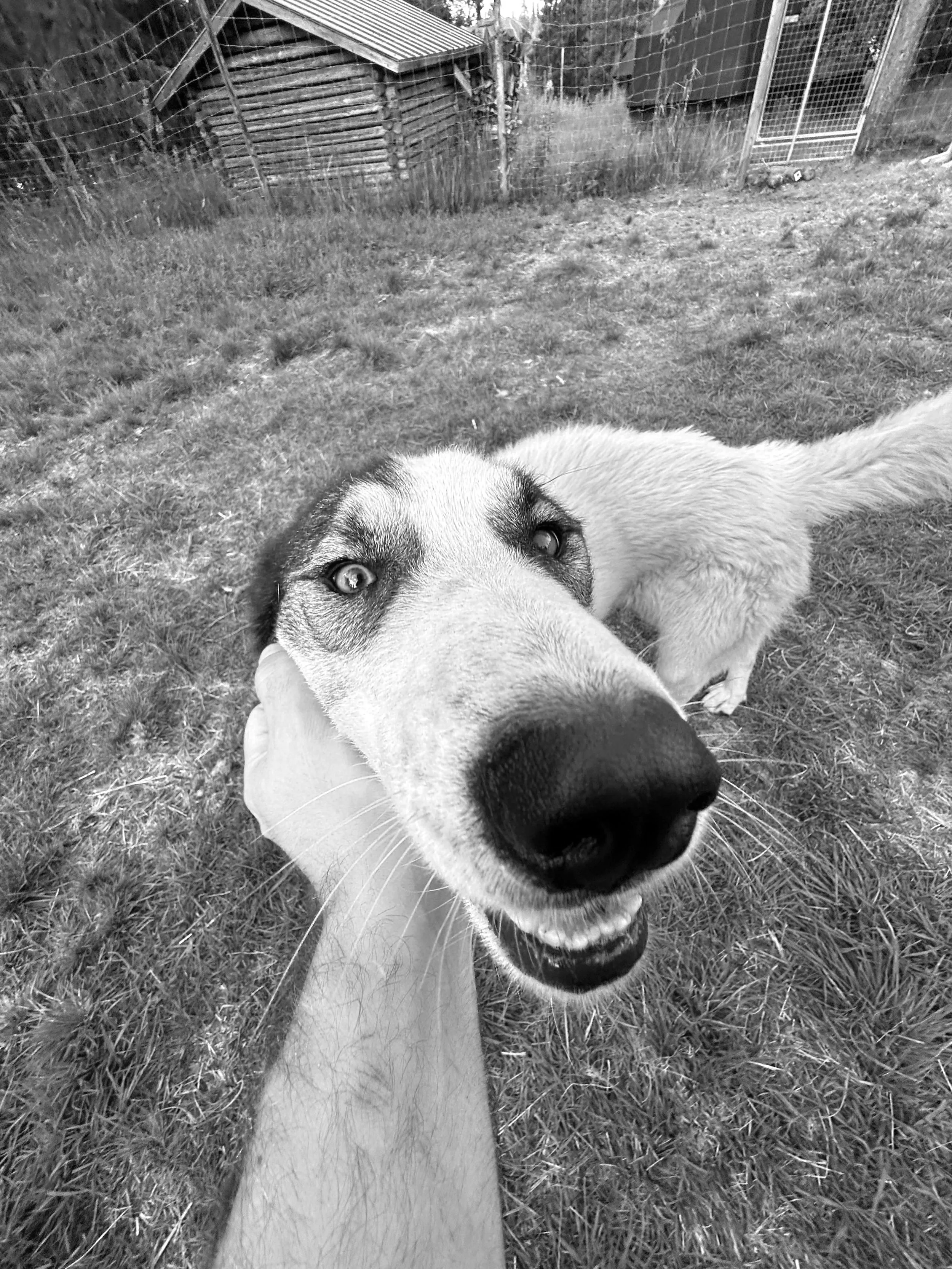 A happy dog with light fur and dark markings on its face, lying on grass in a backyard. The dog is curiously sniffing or licking a person's arm and looking at the camera.