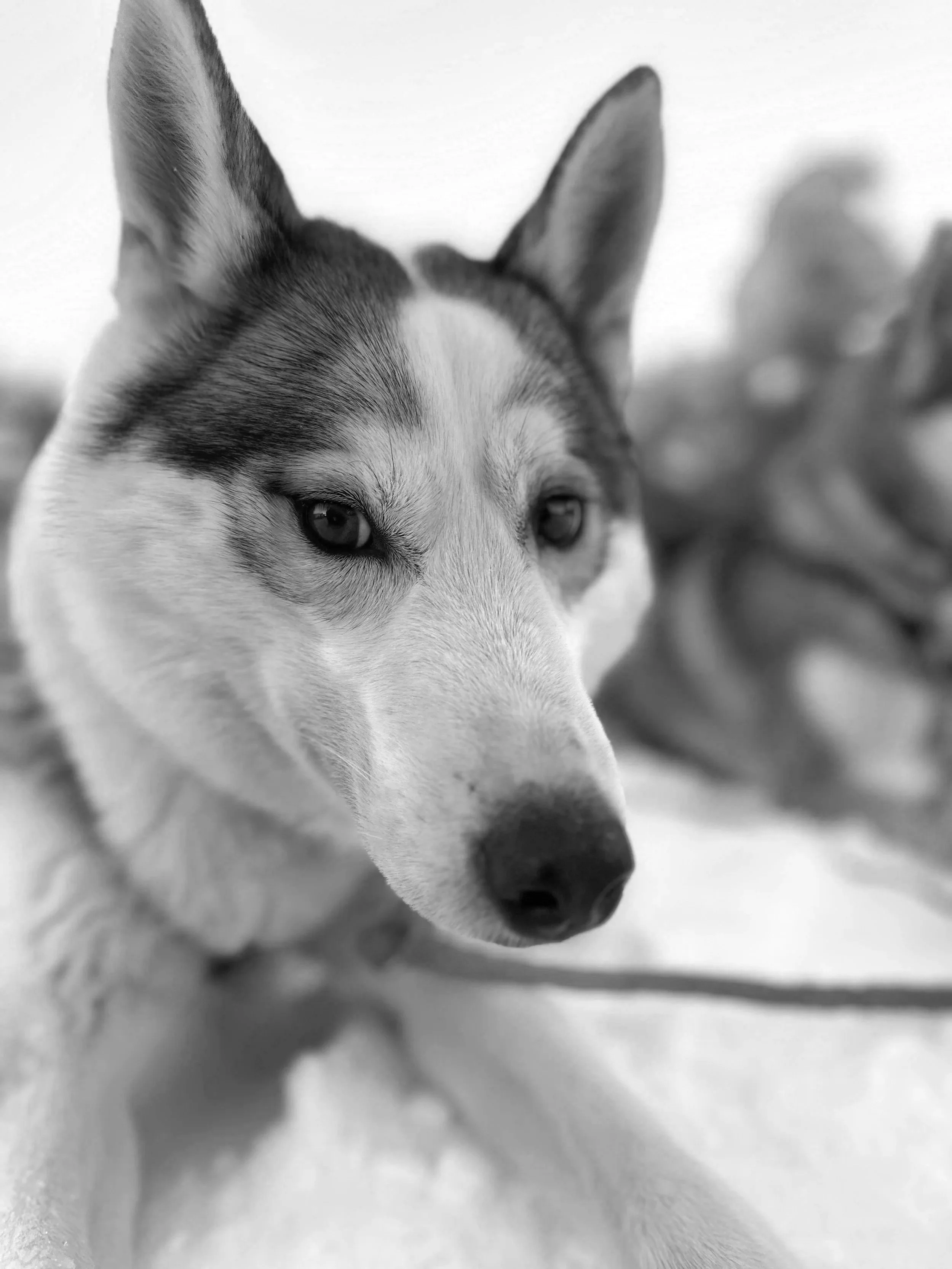 Black and white close-up photo of a Siberian husky with heterochromatic eyes, one blue and one brown, outdoors with some plants in the background.