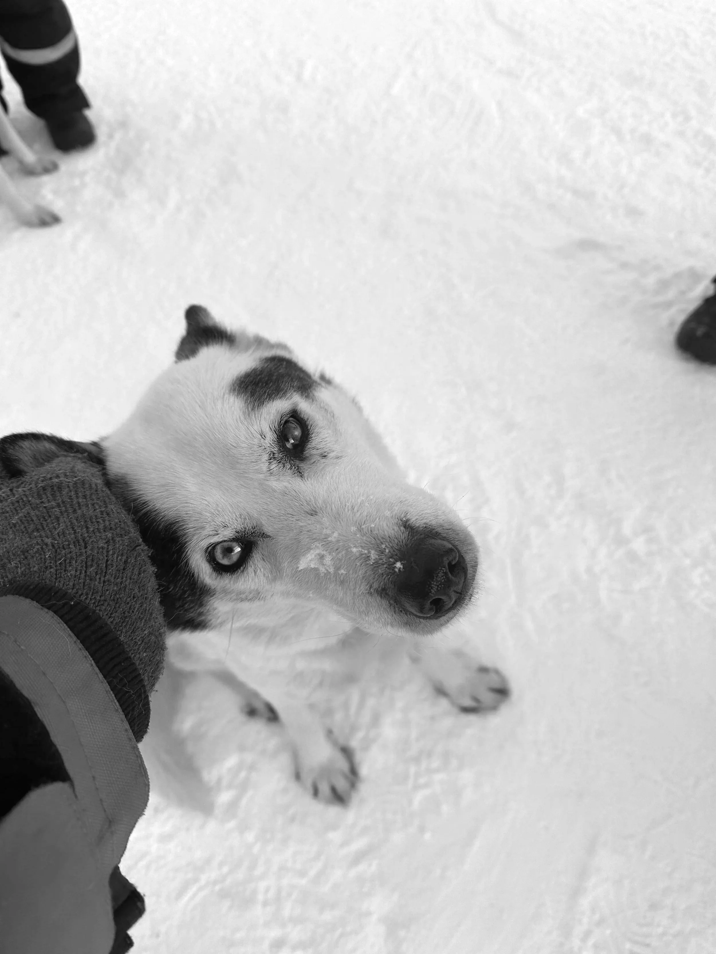 A dog with light-colored fur and dark markings on its face, sitting on snow while looking up at the camera. A person's hand is gently touching the dog's head.