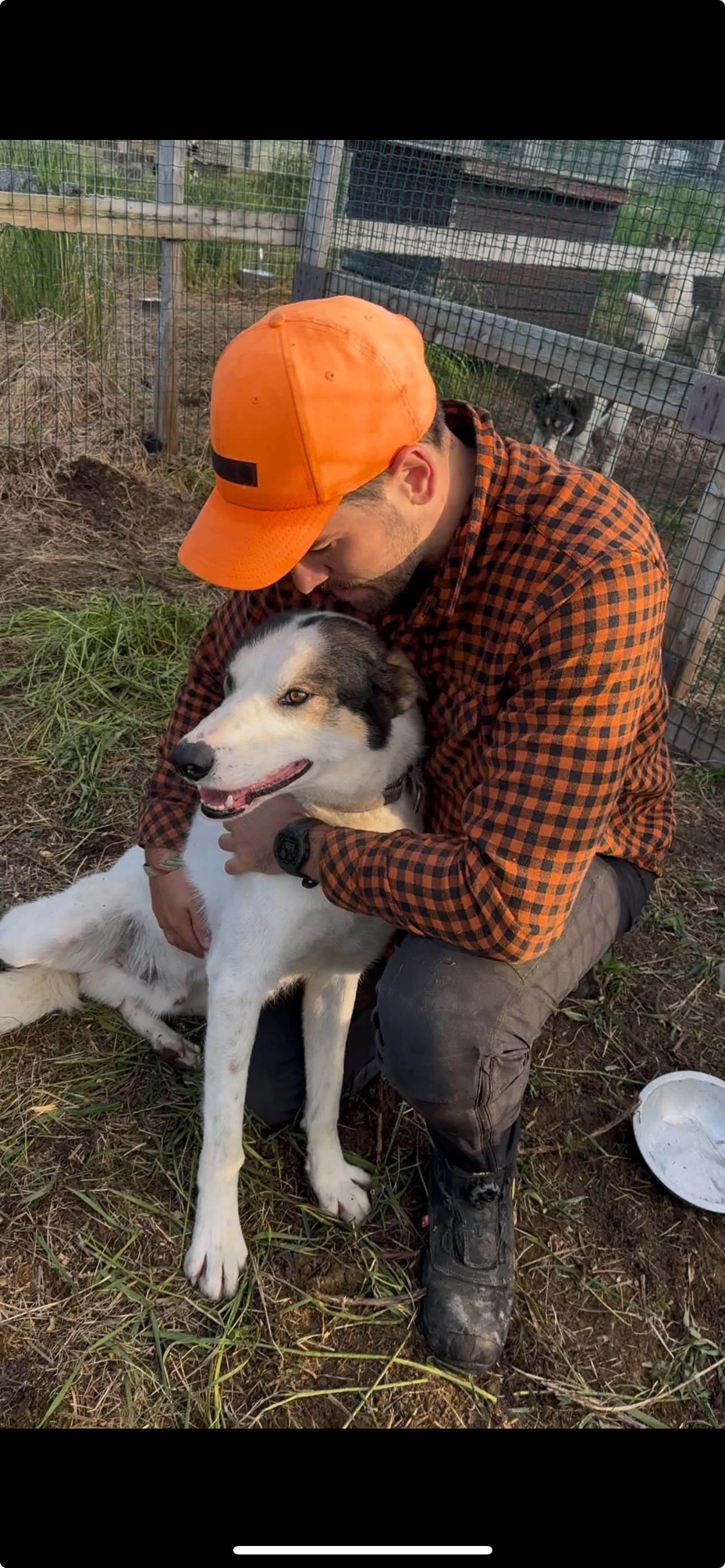 A man wearing an orange cap and plaid shirt is hugging a large black and white husky dog, sitting outdoors near a fenced area with some plants and other dogs in the background.