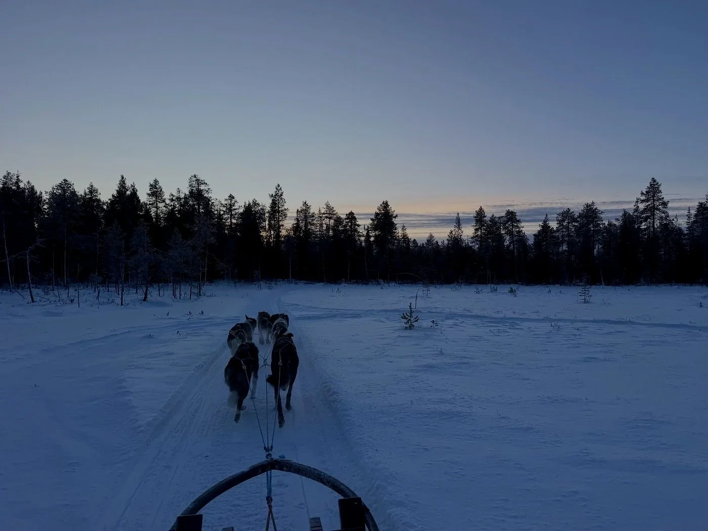 Sled dog team pulling a dog sled across a snowy landscape at dusk, with a forest of trees in the background.