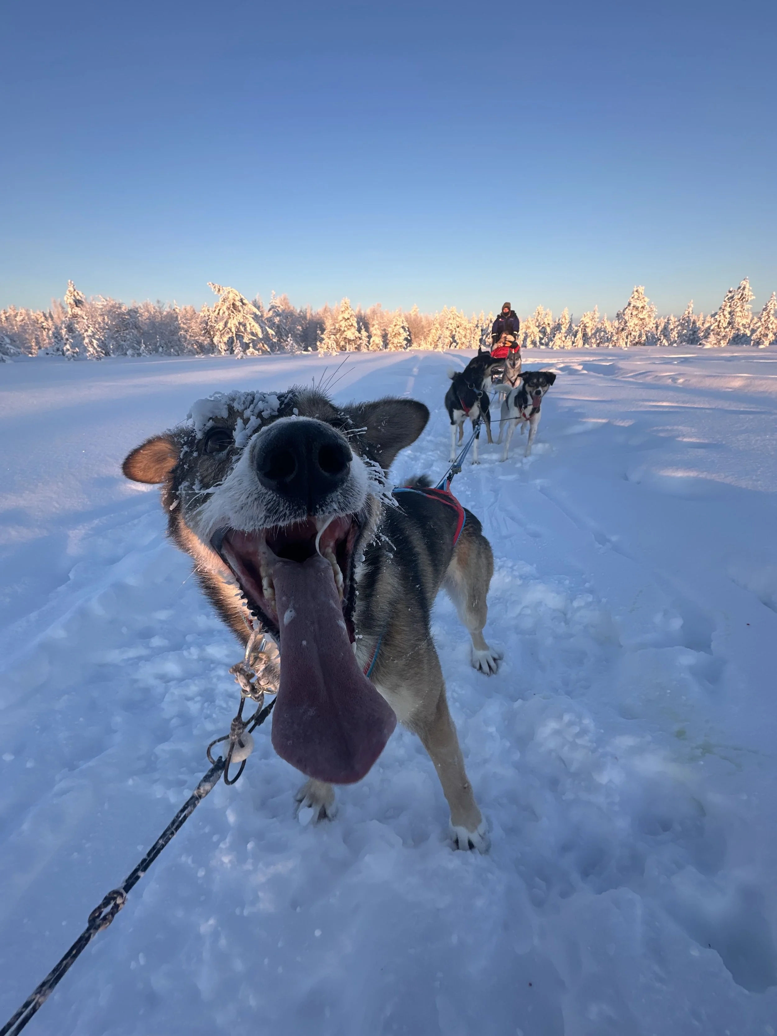 Happy dog with snow on its face and tongue out, pulling a sled in a snow-covered landscape with trees and a person guiding the sled in the background.