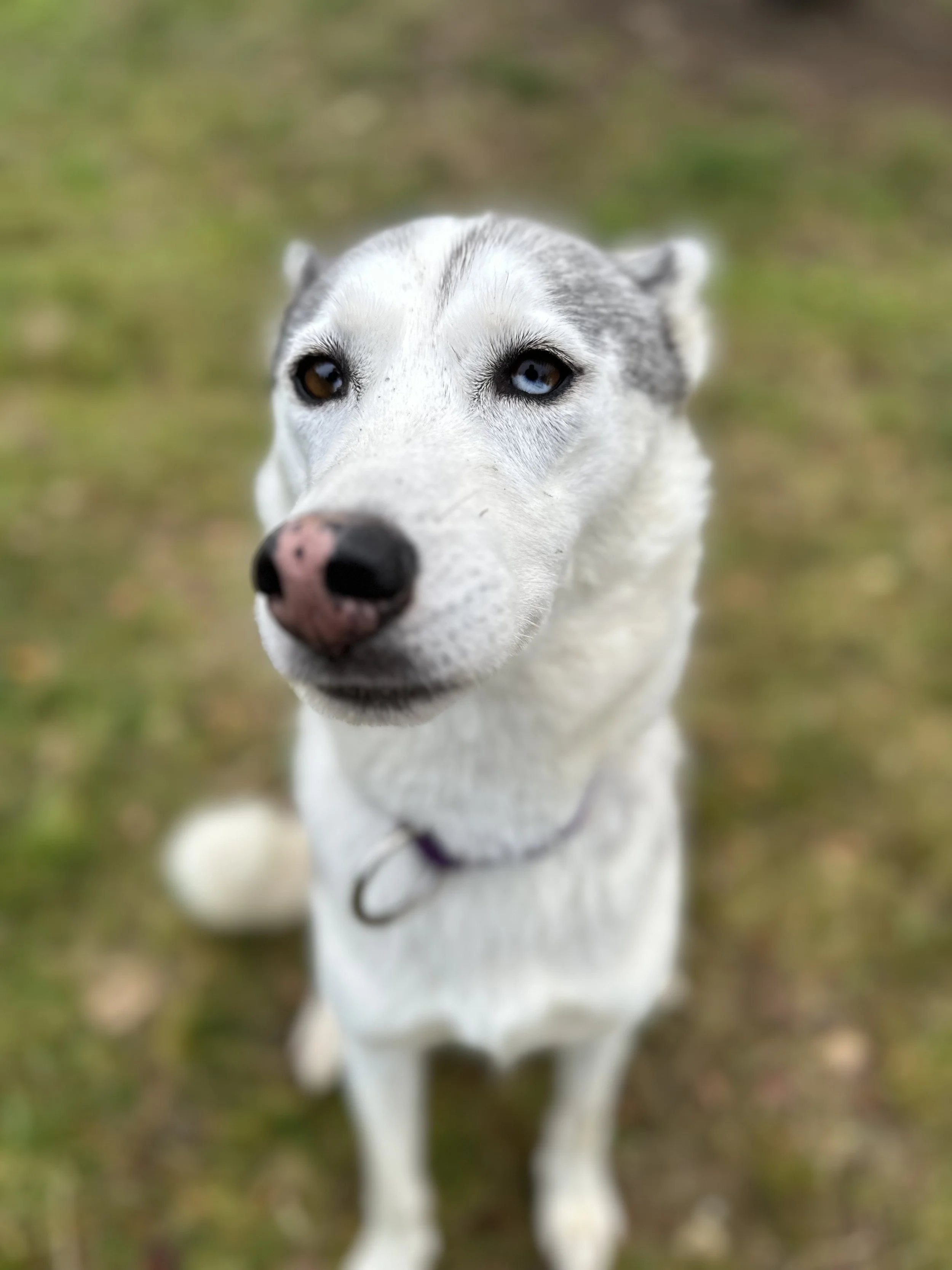 Close-up of a Siberian Husky with one blue eye and one brown eye, sitting on grass, looking up at the camera.
