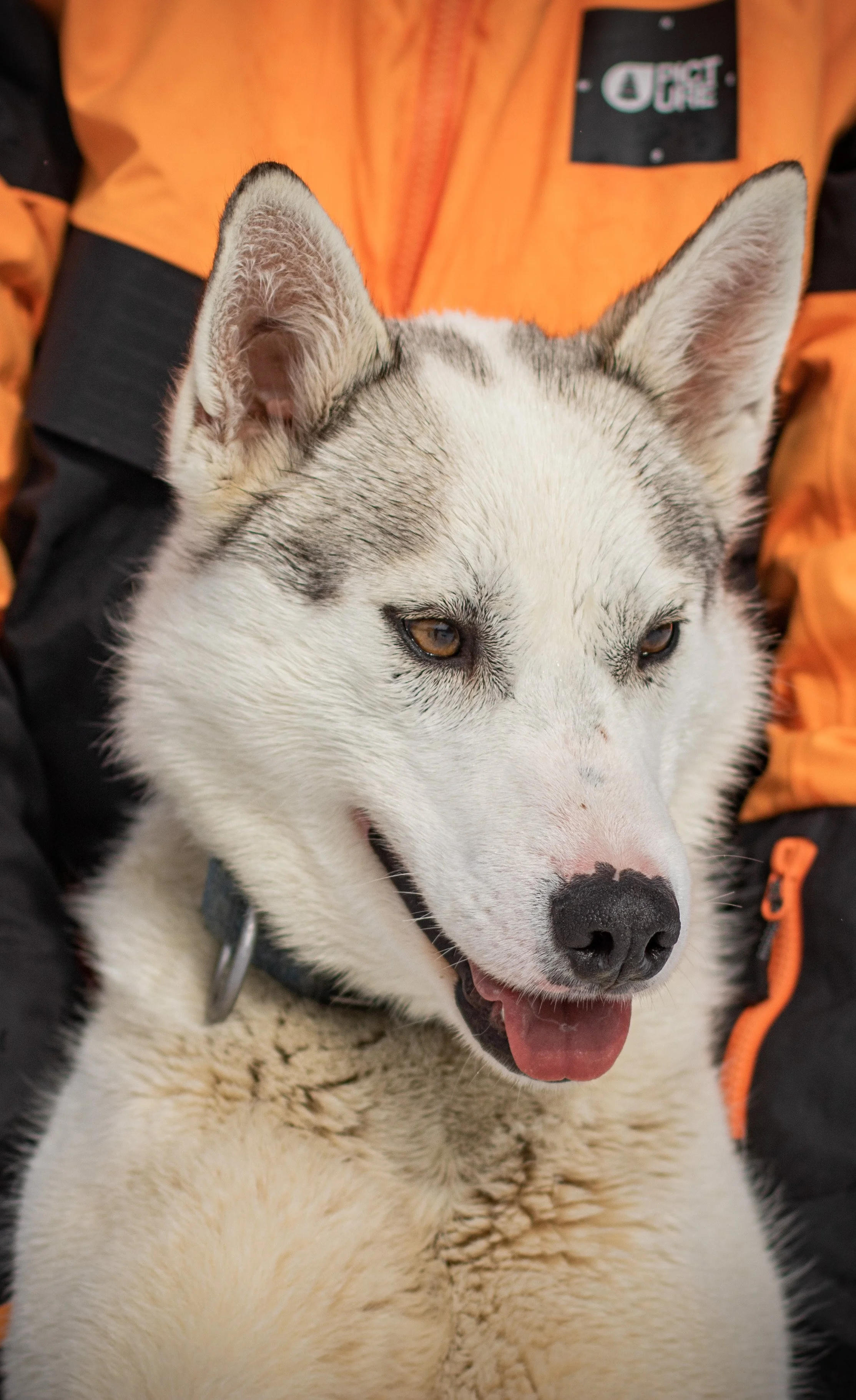 Close-up of a Siberian Husky dog with a black collar, sitting in front of a person wearing an orange and black jacket.