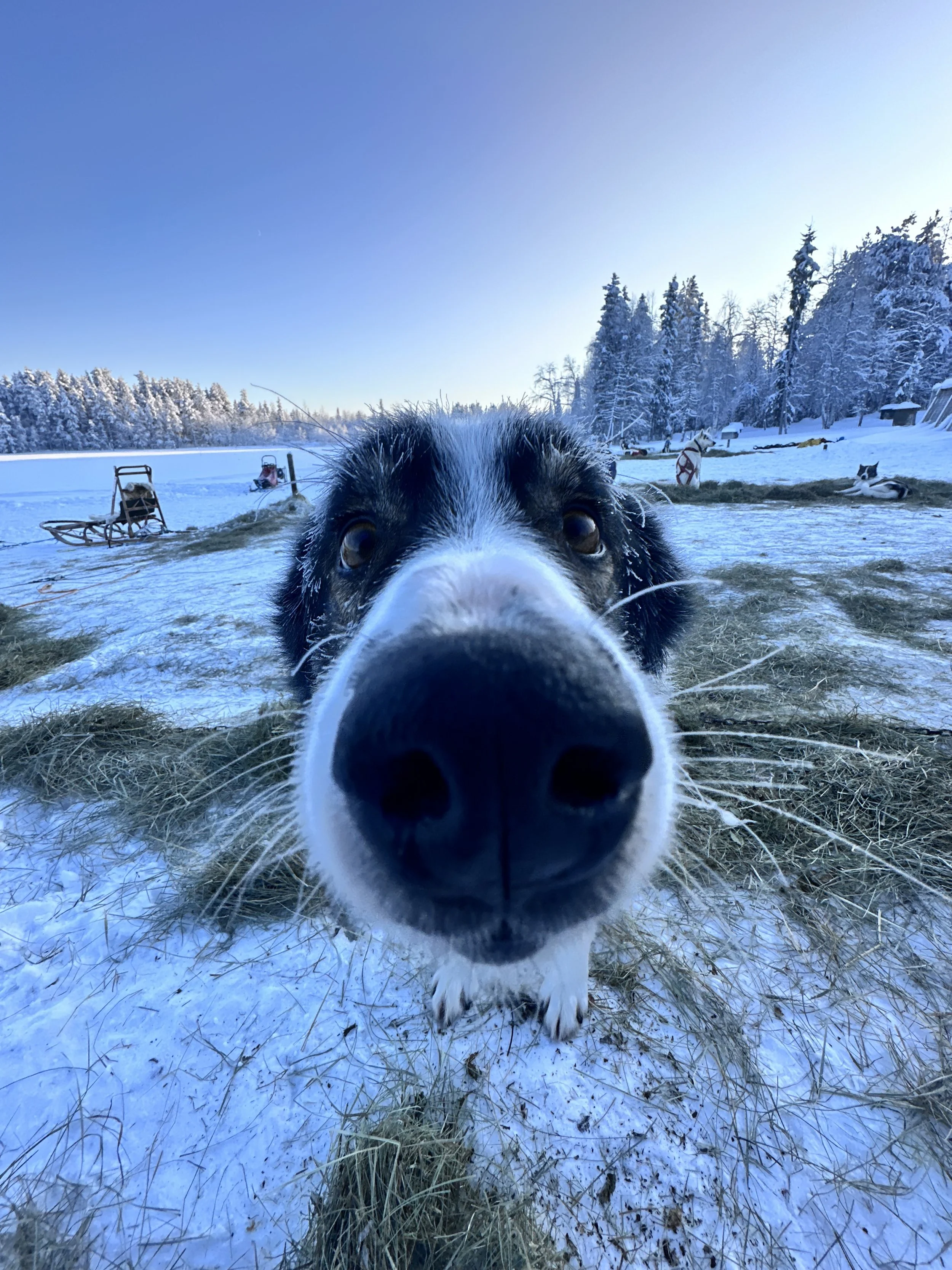 Close-up of a dog with a black and white coat, touching the camera with its nose in a snowy outdoor setting with trees and sleds in the background.