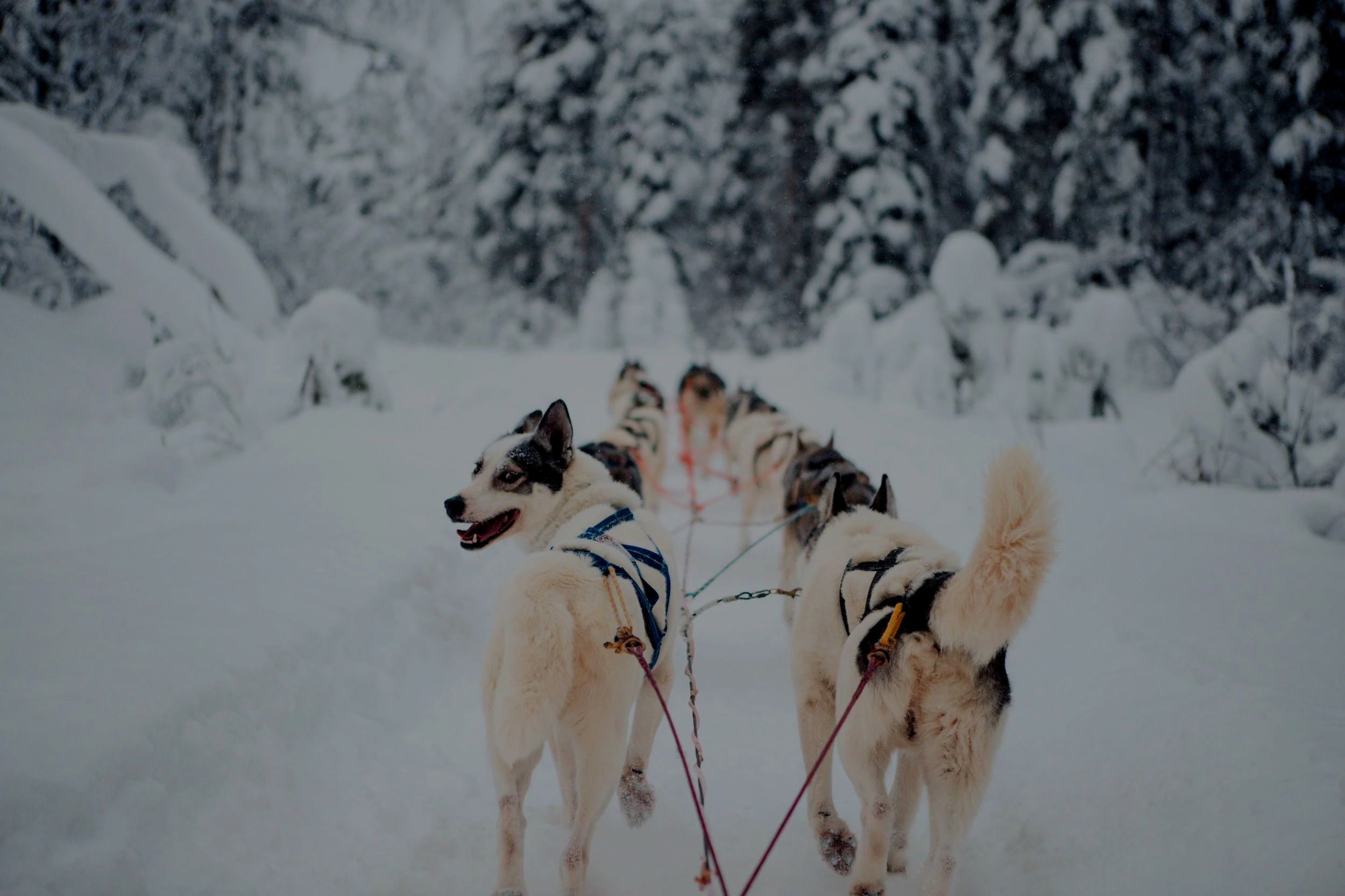 A team of Siberian huskies with harnesses pulling a sled through a snowy landscape with snow-covered trees in the background.