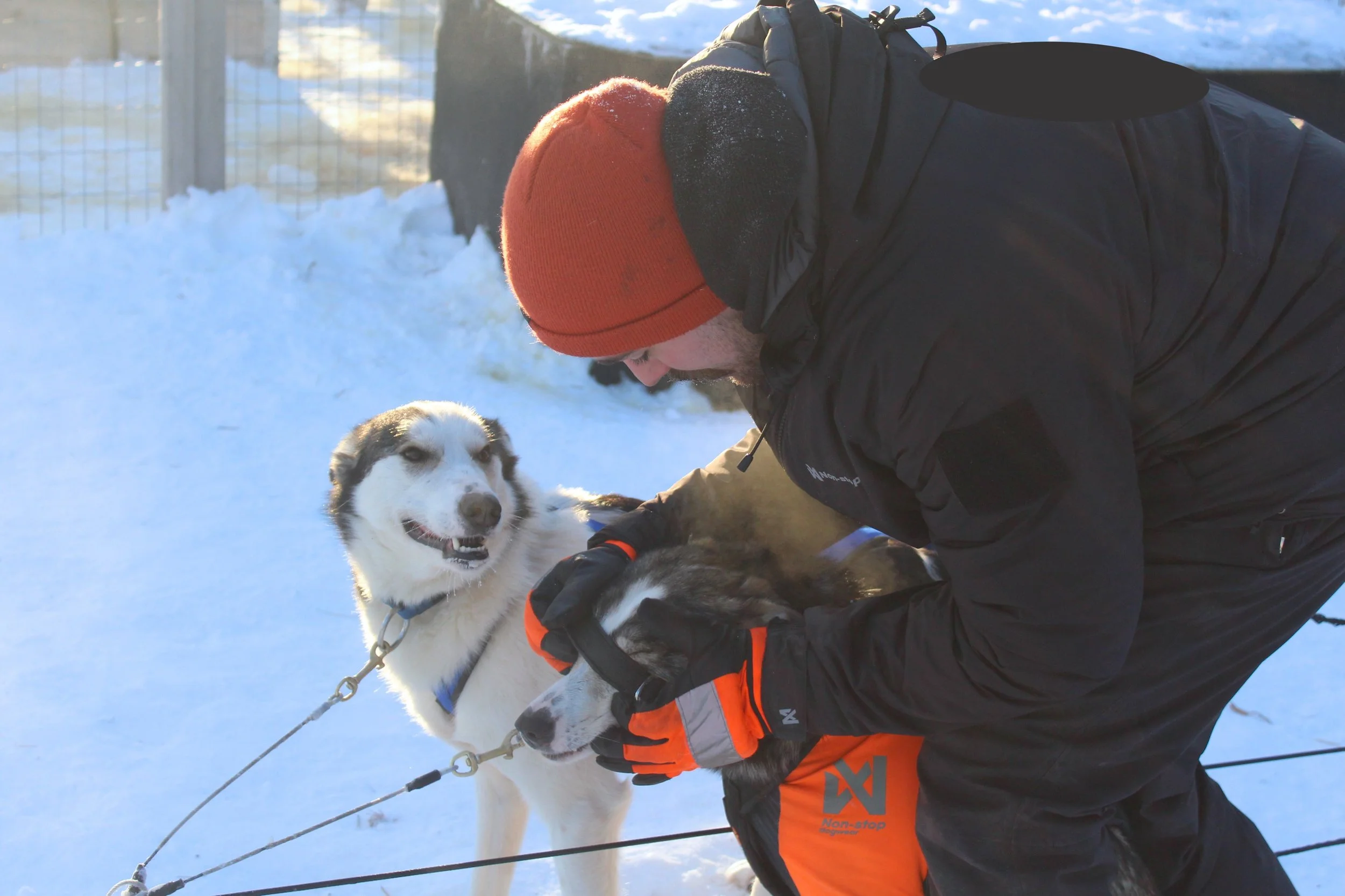 A person in winter clothing, including an orange beanie, black jacket, and gloves, is tending to a Siberian Husky dog harnessed for harness work in a snowy outdoor setting.