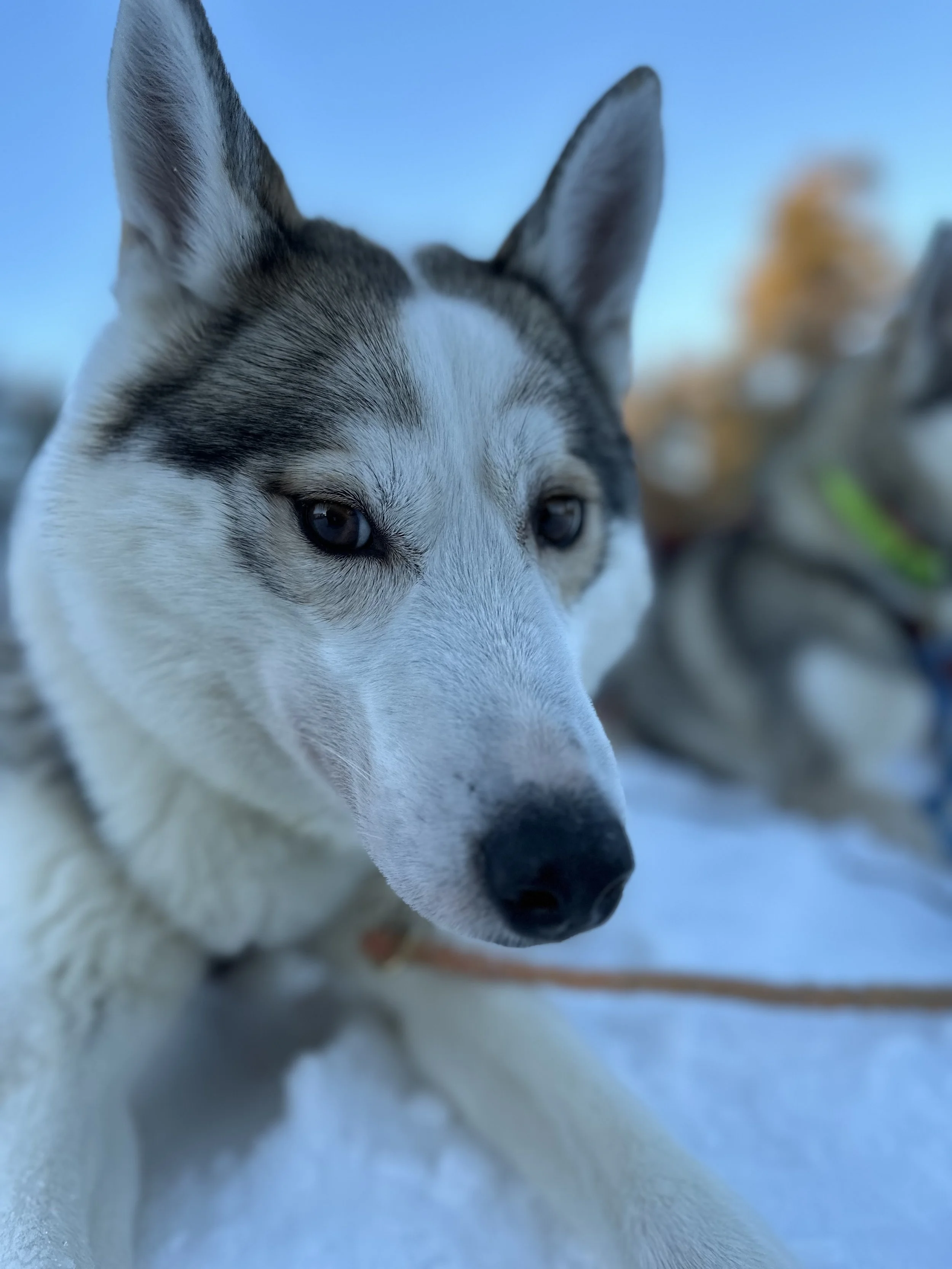 Close-up of a Siberian Husky with blue eyes outdoors in the snow, with another husky blurred in the background.
