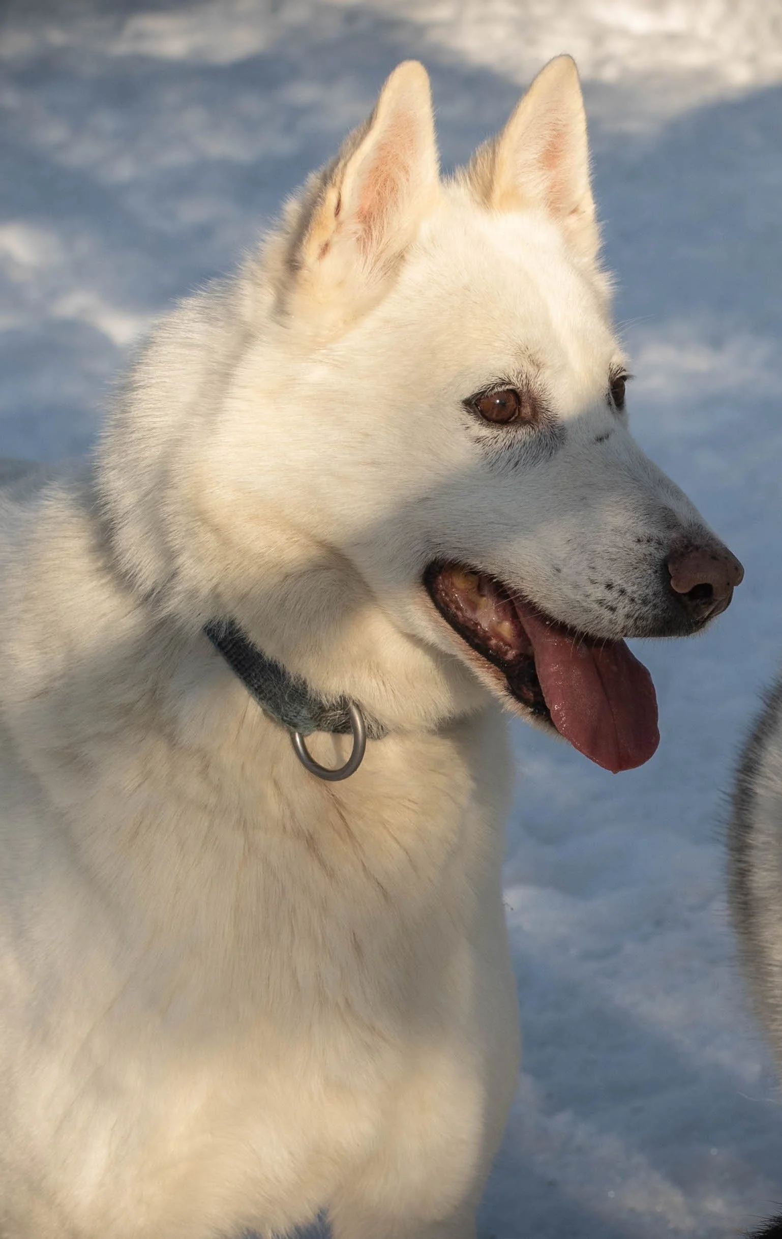 A white husky dog with brown eyes and an open mouth, standing outdoors on snow, wearing a collar.