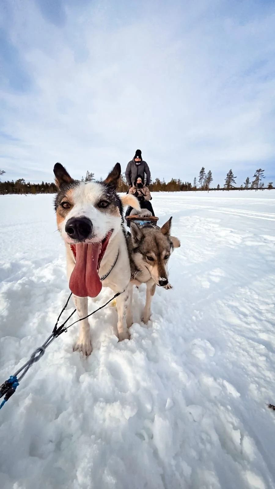 Two husky dogs pulling a sled across a snowy landscape with two people riding on the sled, and tree line in the background.
