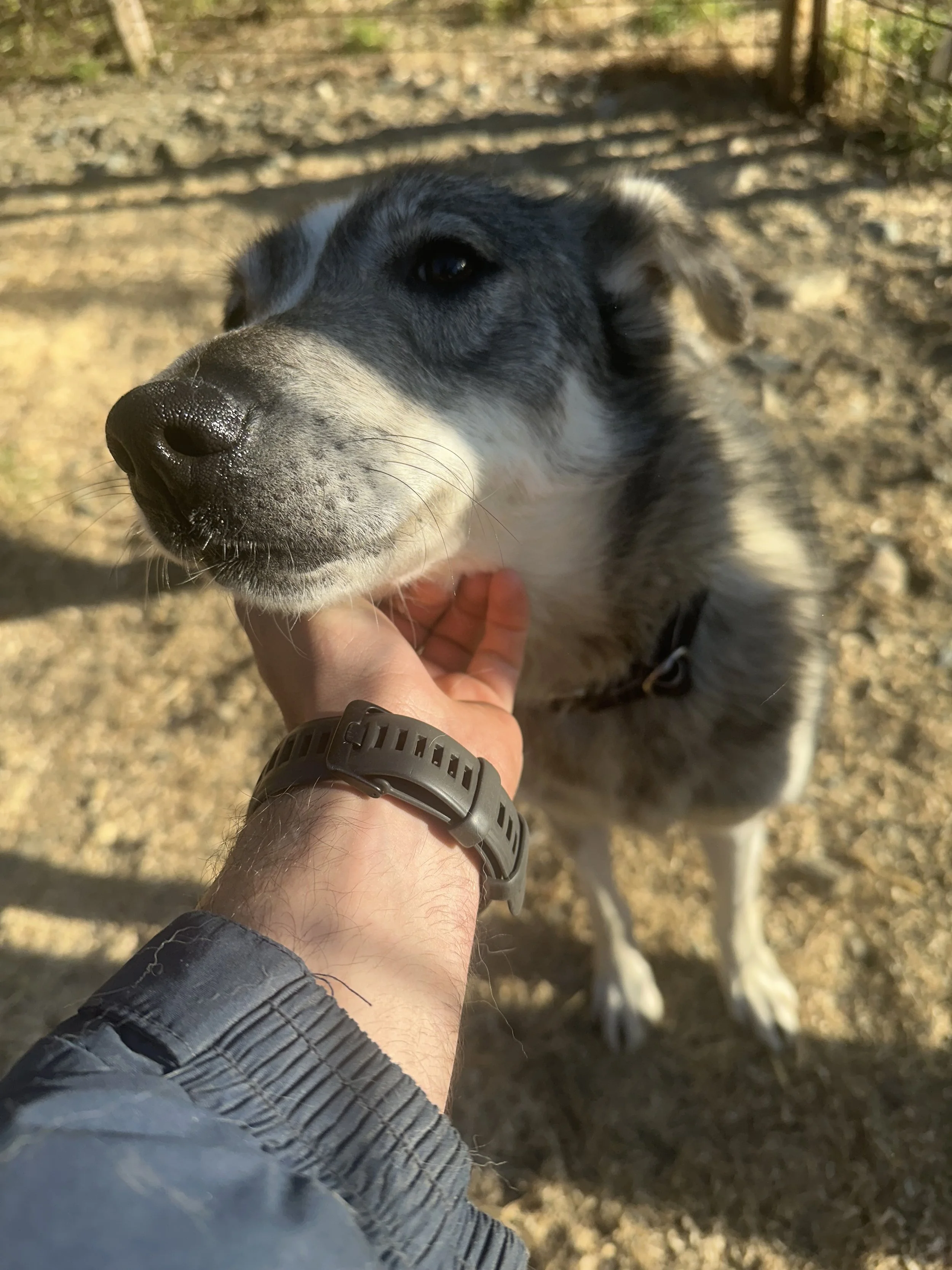 A person petting a dog on the chin outdoors, with a fenced area and fallen leaves in the background.