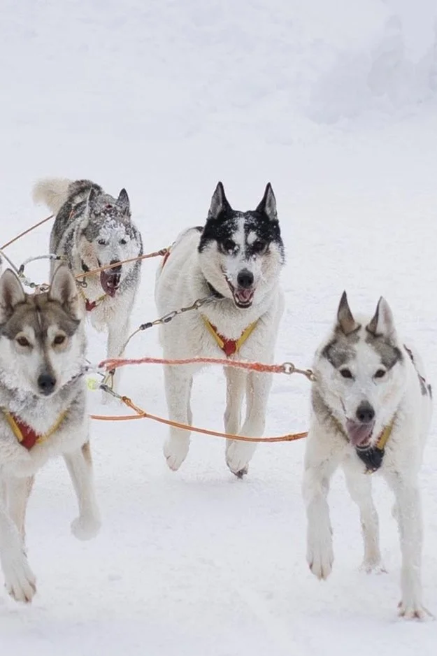 Four Siberian huskies running on snow, harnessed together for dog sledding, with a snowy background.
