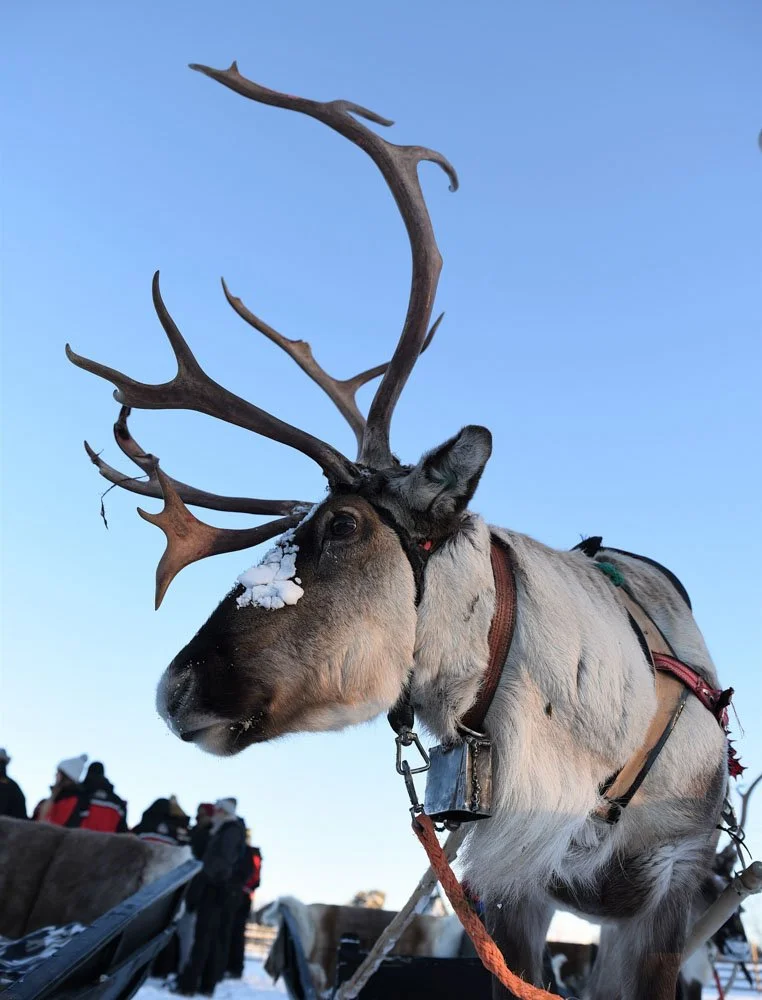 Close-up of a reindeer with large antlers, snow on its nose, harness, and a snowy outdoor background with people in winter clothing.