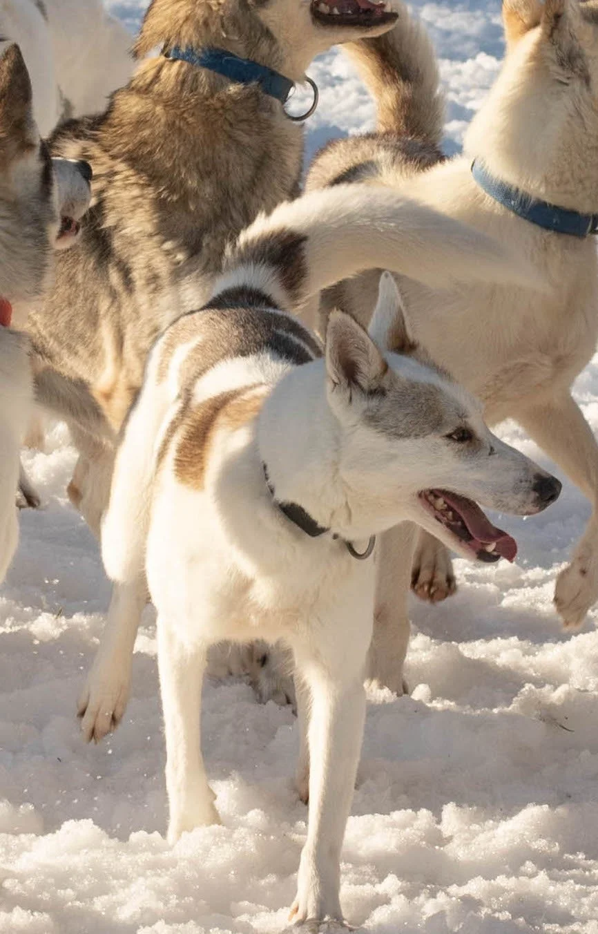 Group of Siberian huskies playing and running in the snow, some with collars, under a cloudy sky.