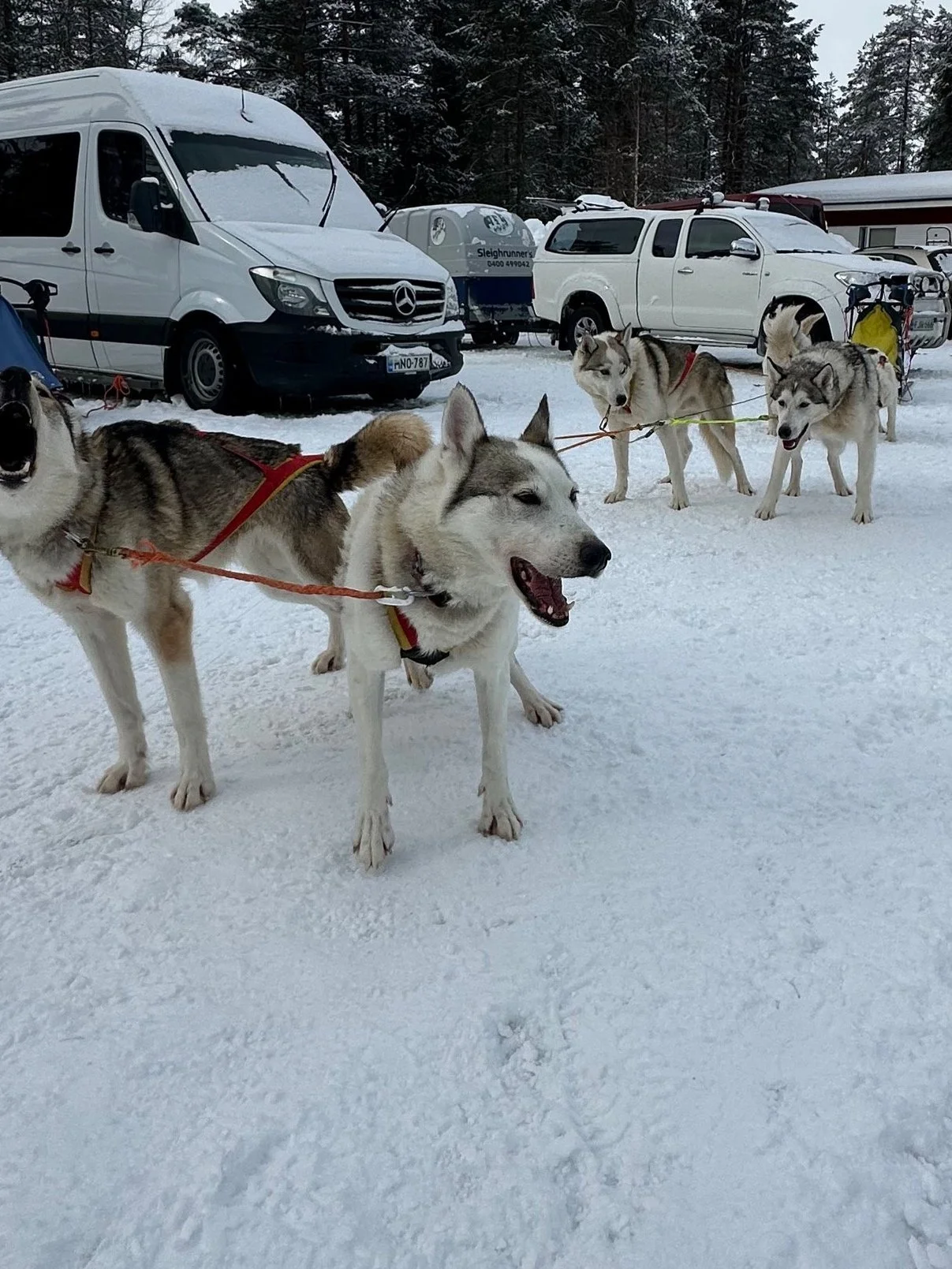 Group of sled dogs in the snow with parked vans and vehicles in the background, surrounded by trees.