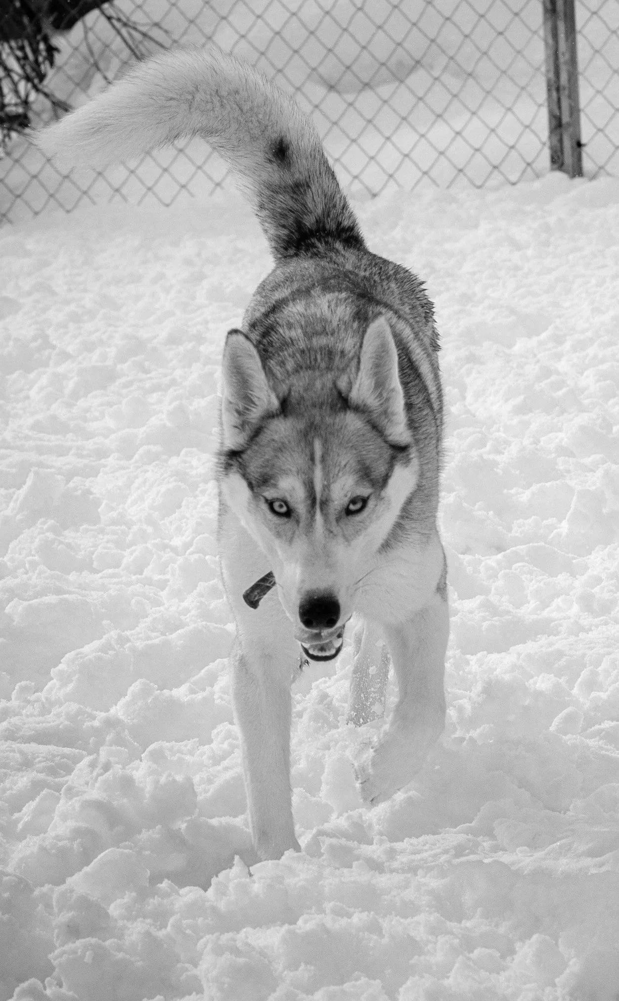 A Siberian Husky running through snow, with a chain harness around its neck, against a background of a snow-covered ground and a chain-link fence.