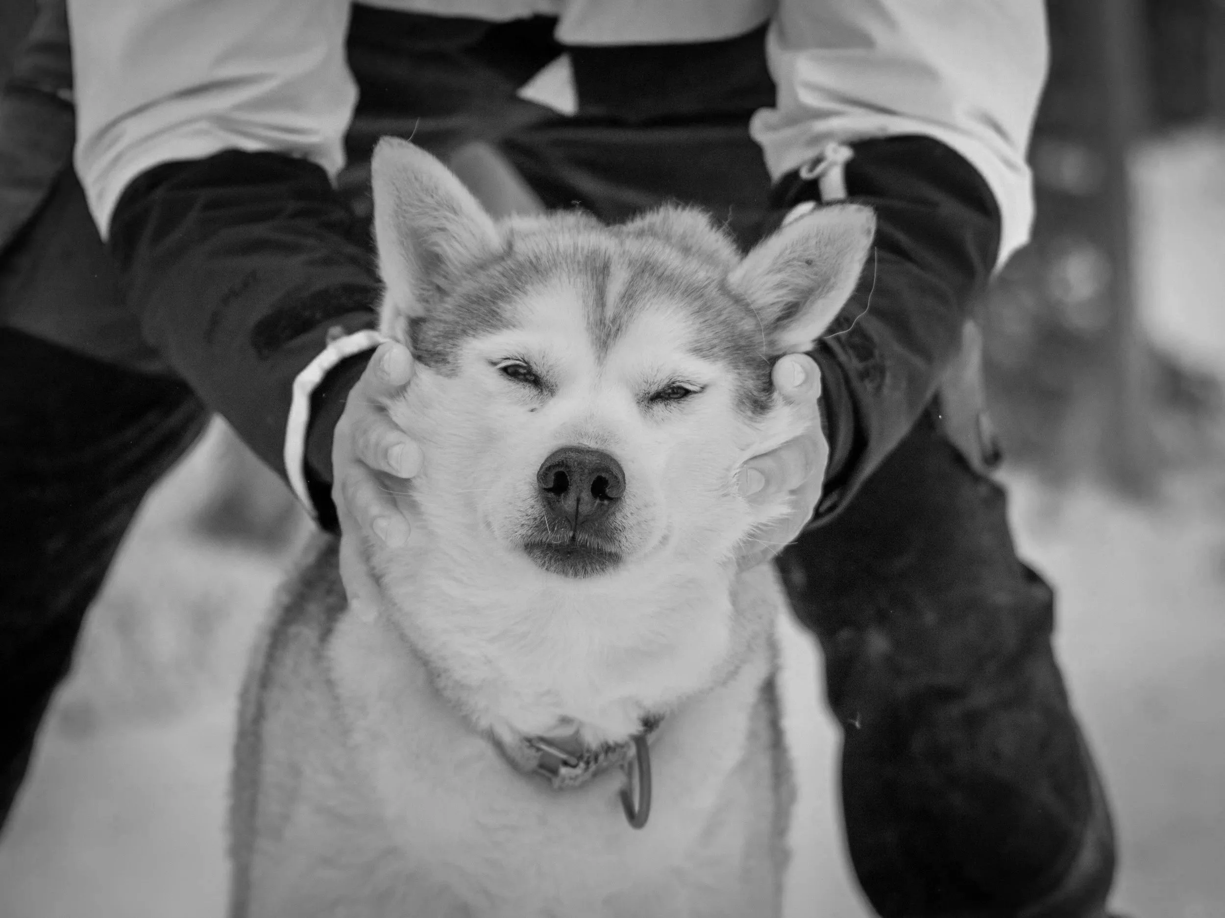A person holding a Siberian Husky dog's head, both with relaxed and content expressions, in a black and white photo.