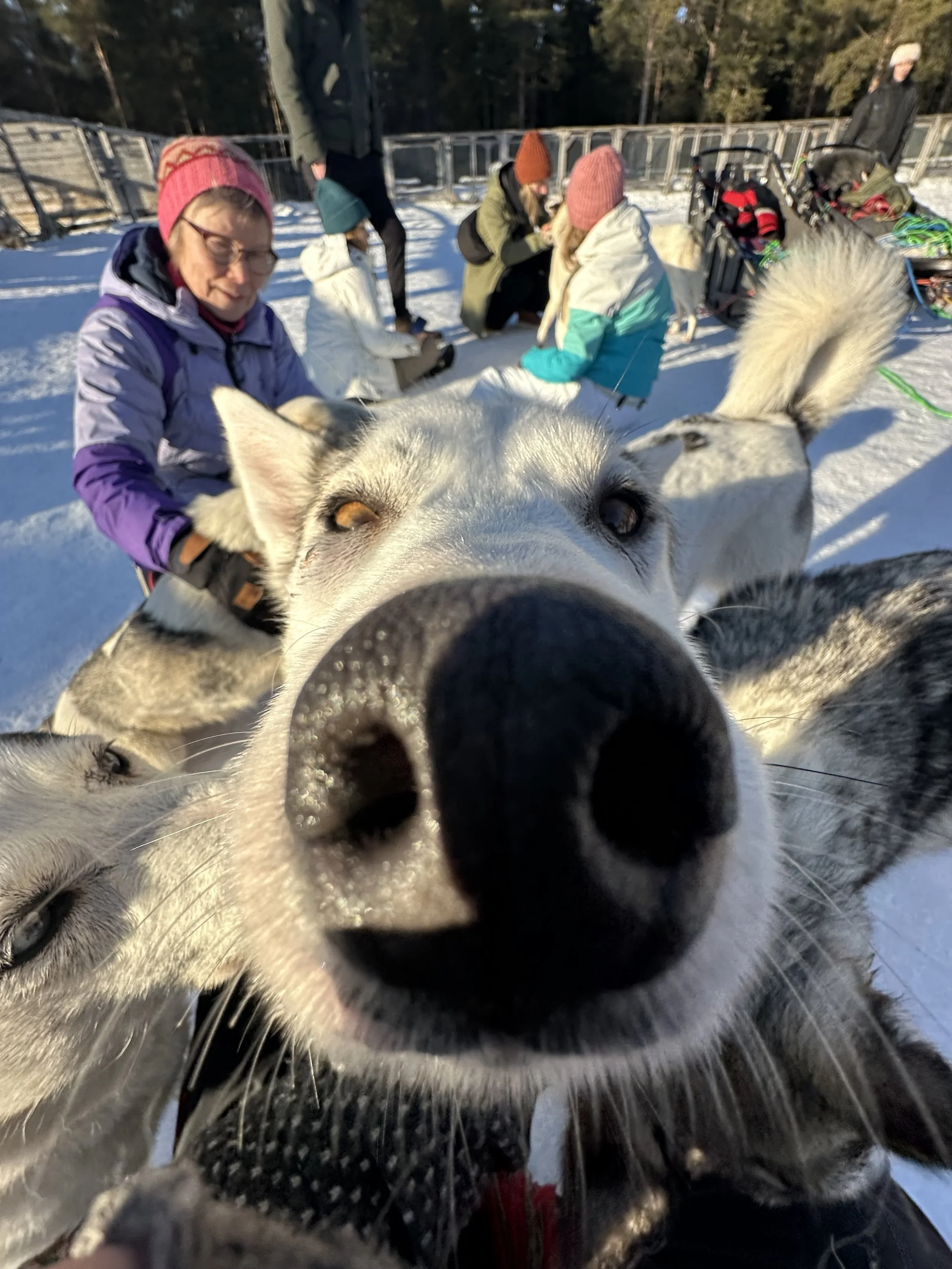 Close-up of a Siberian husky's face with its nose near the camera, snow and a group of people with dogs and sleds in the background