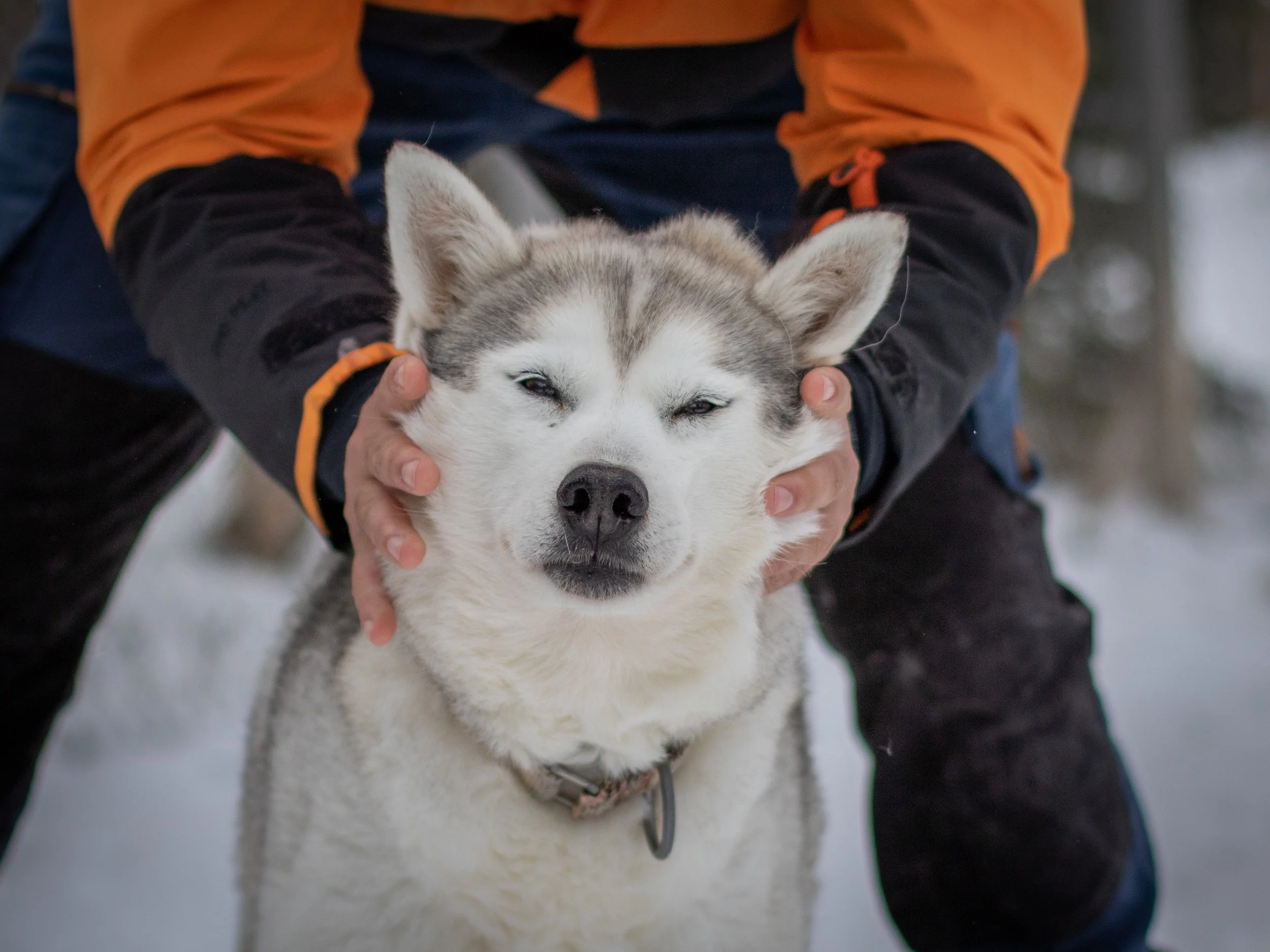 Person in winter clothing holding Husky puppy's face gently in a snowy outdoor setting.