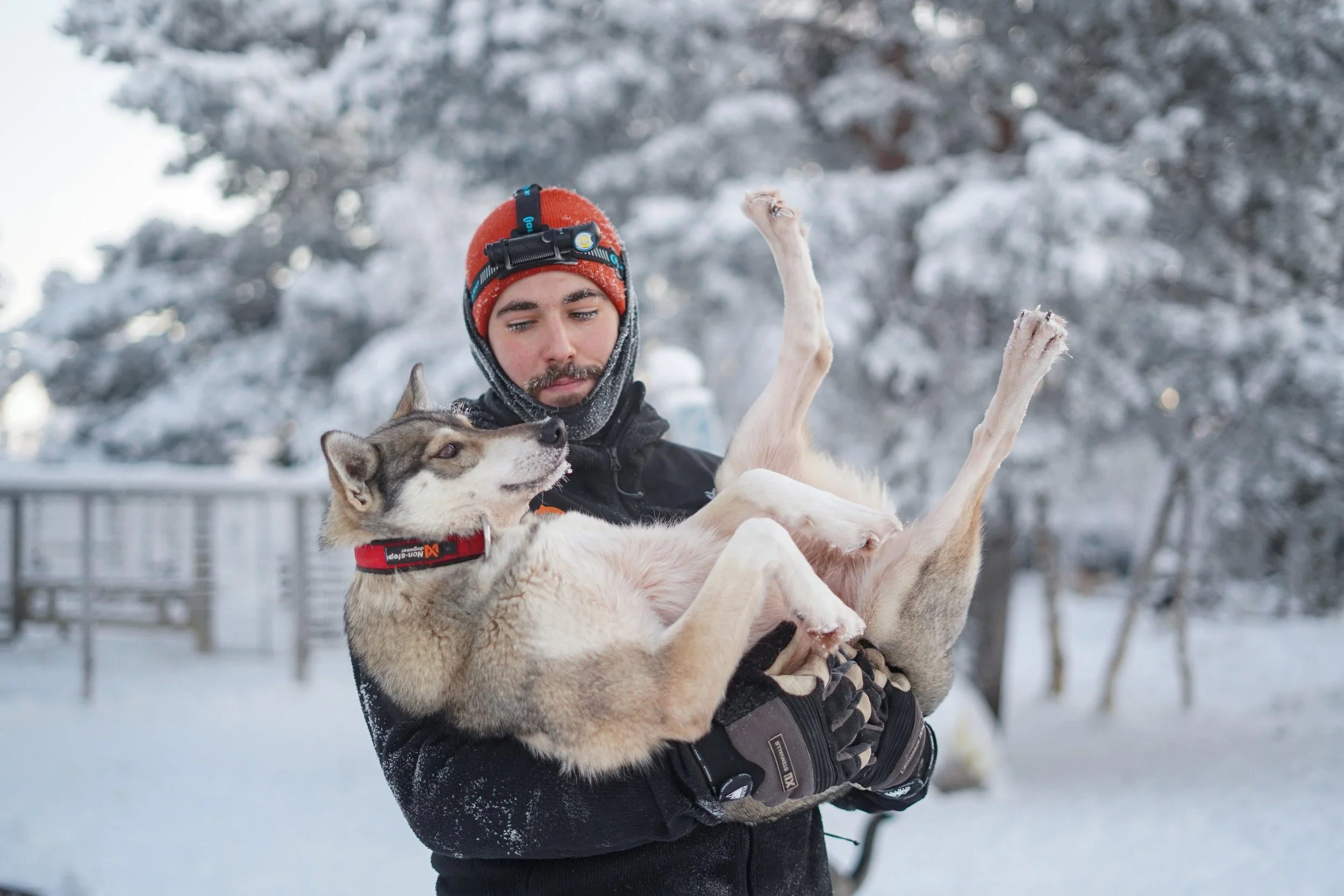 A man wearing winter clothing and a headlamp holds a Siberian Husky puppy outdoors in a snowy landscape, with snow-covered trees in the background.