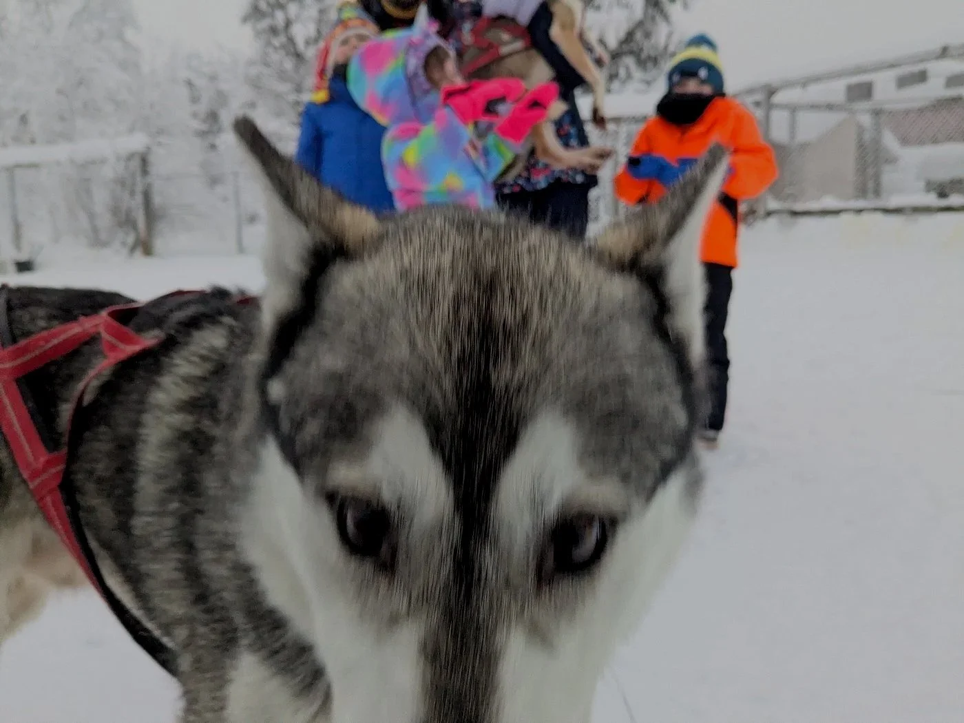 Close-up of a Siberian husky dog with blue eyes and gray and white fur in snowy outdoor setting, with children in colorful jackets and winter clothing in the background.