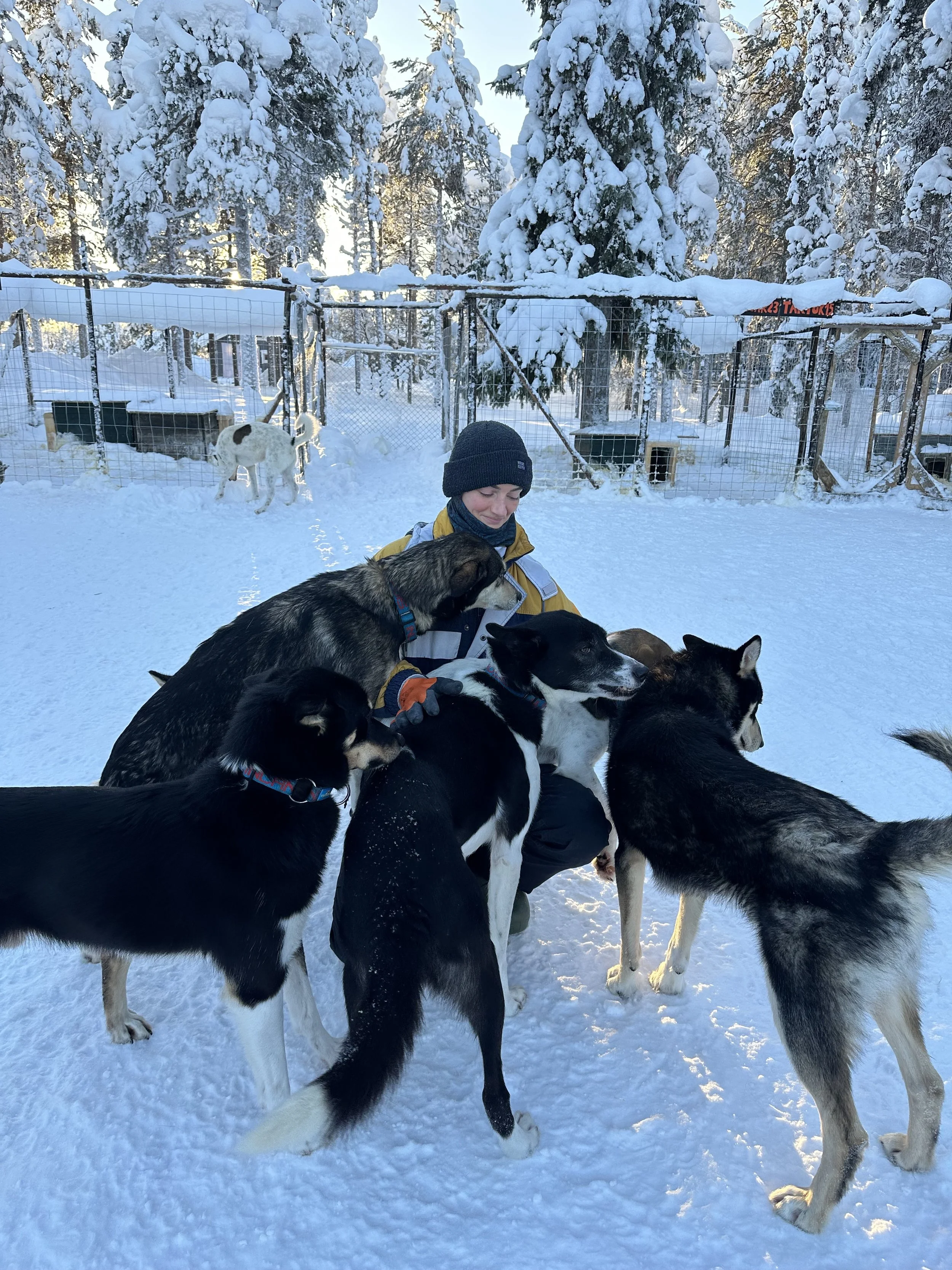 Person in winter clothing surrounded by several dogs in a snowy outdoor setting with snow-covered trees and a fenced enclosure in the background.