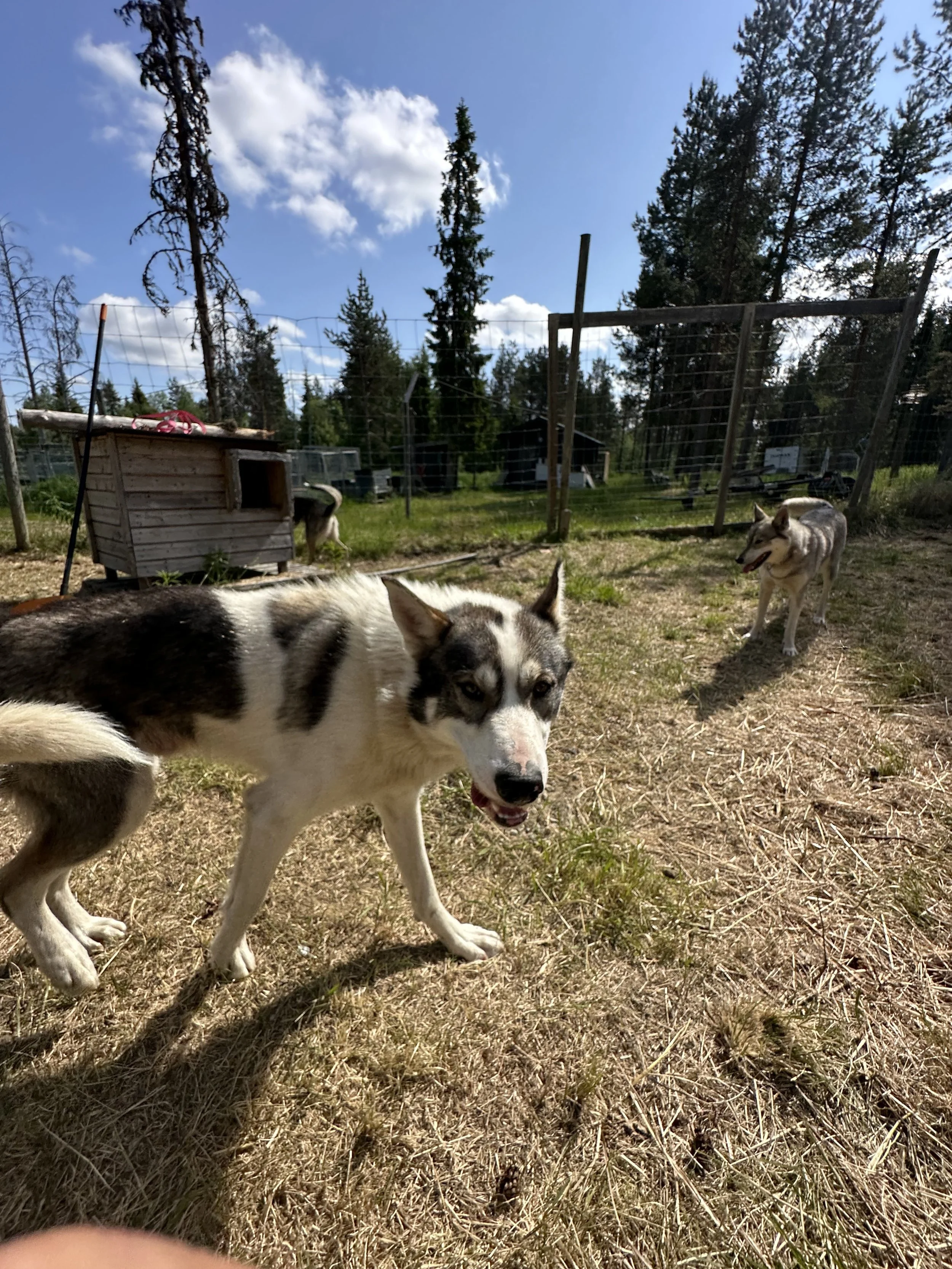 Three Siberian huskies in a fenced outdoor area with trees and blue sky in the background.