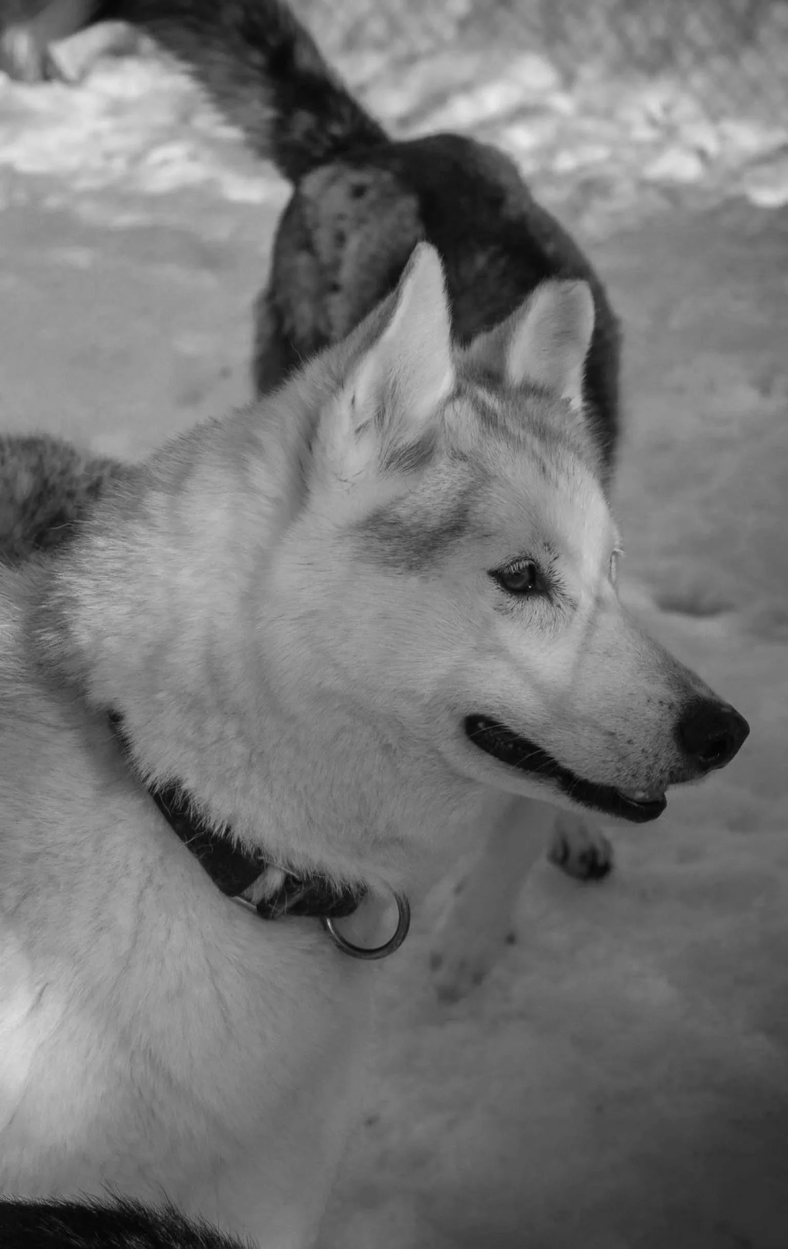 A close-up profile of a Siberian Husky dog with a snowy background, showing a light-colored coat, erect ears, and a black collar.