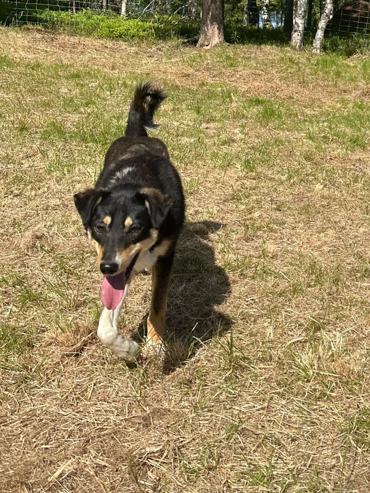 A black and tan dog with white markings on one paw and face, walking towards the camera in a grassy outdoor area with trees in the background and a fence.