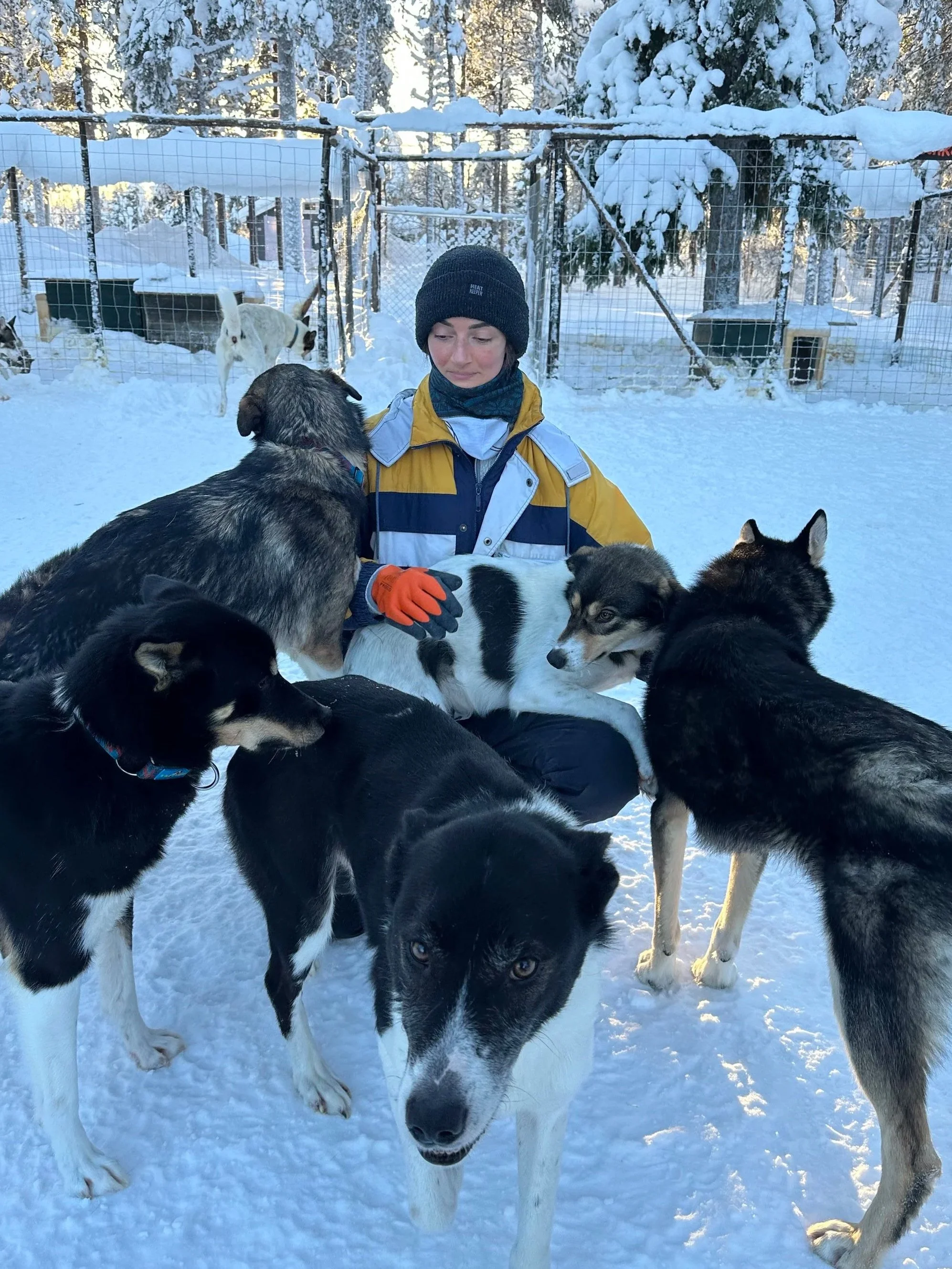 A person in a winter jacket and black beanie surrounded by several huskies in a snowy outdoor enclosure, with snow-covered trees in the background.