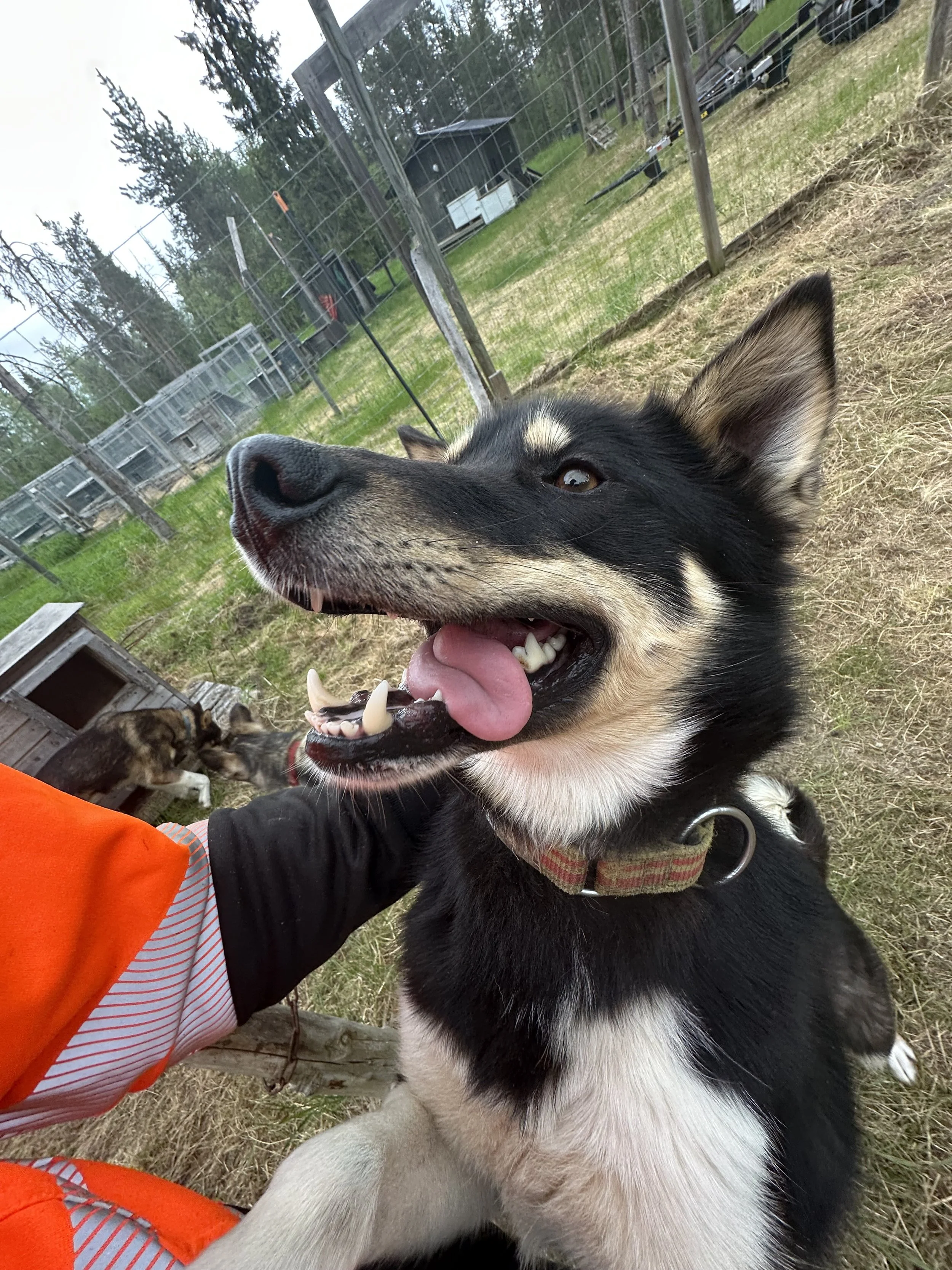 Close-up of a smiling Siberian Husky with a pink tongue hanging out, on a grassy outdoor area with a chain-link fence and other dogs in the background.