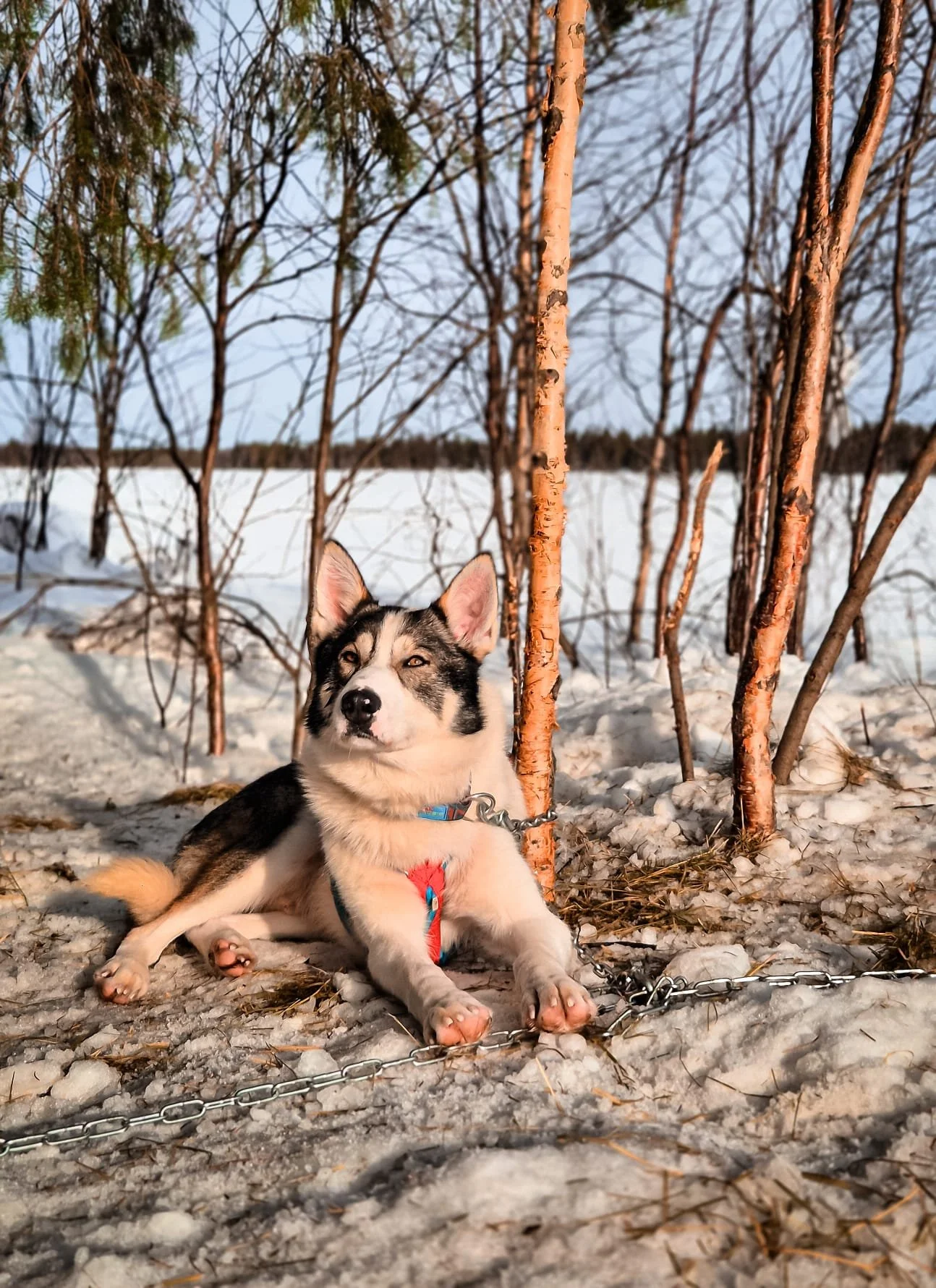 A Siberian Husky puppy with black and white fur and blue eyes, lying on snow-covered ground in a wooded area with leafless trees, wearing a red harness and a leash.