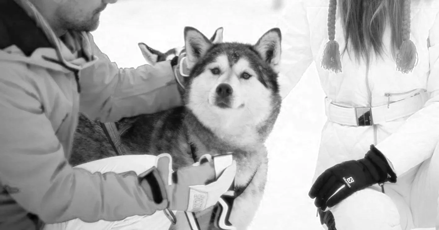 A Siberian Husky dog inside a tent, surrounded by two people in winter clothing, one on each side, with their hands near the dog.