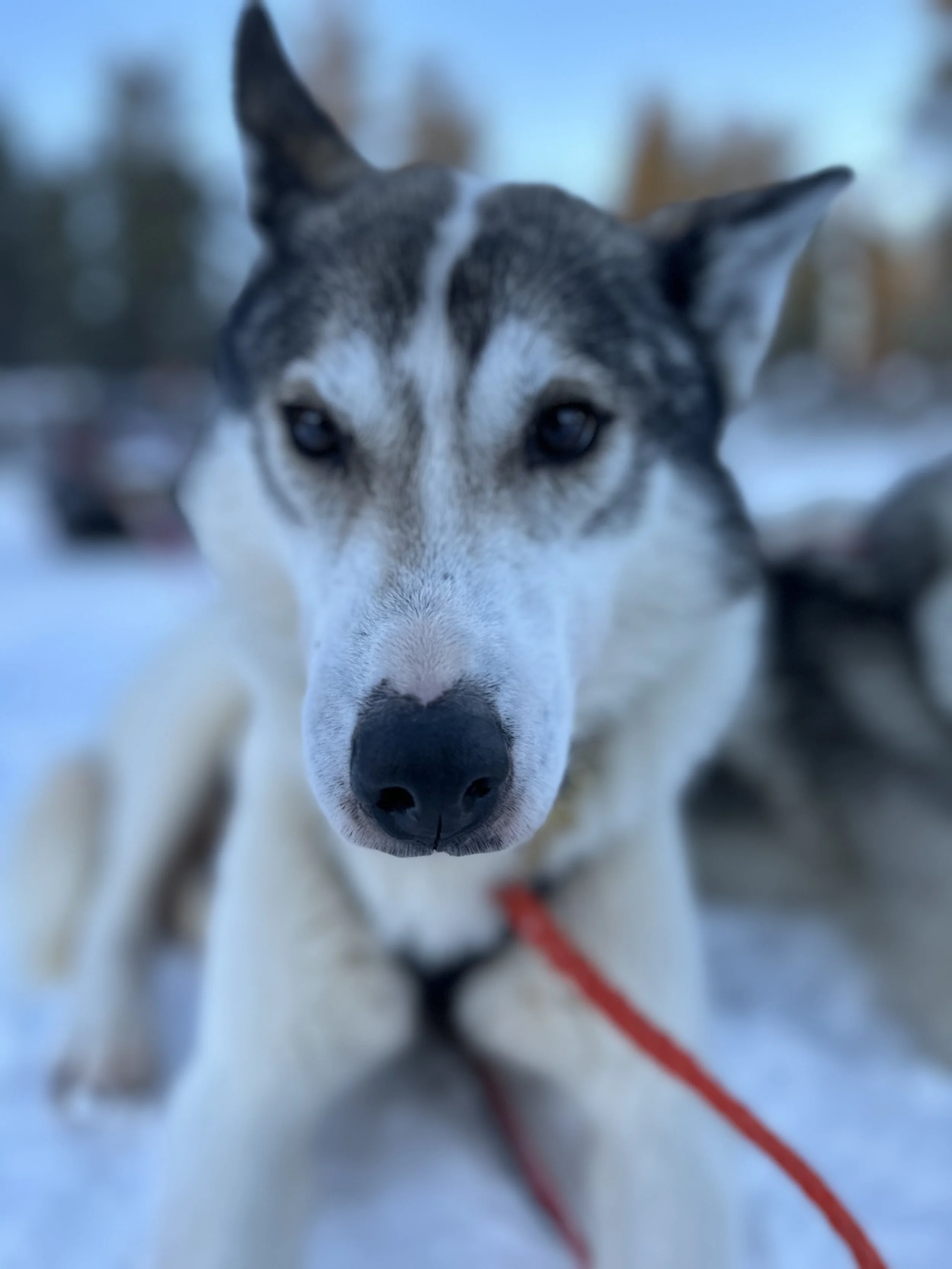 Close-up image of a Siberian Husky dog with icy blue eyes, a black nose, and black and white fur, standing outdoors on snow with a blurry background.