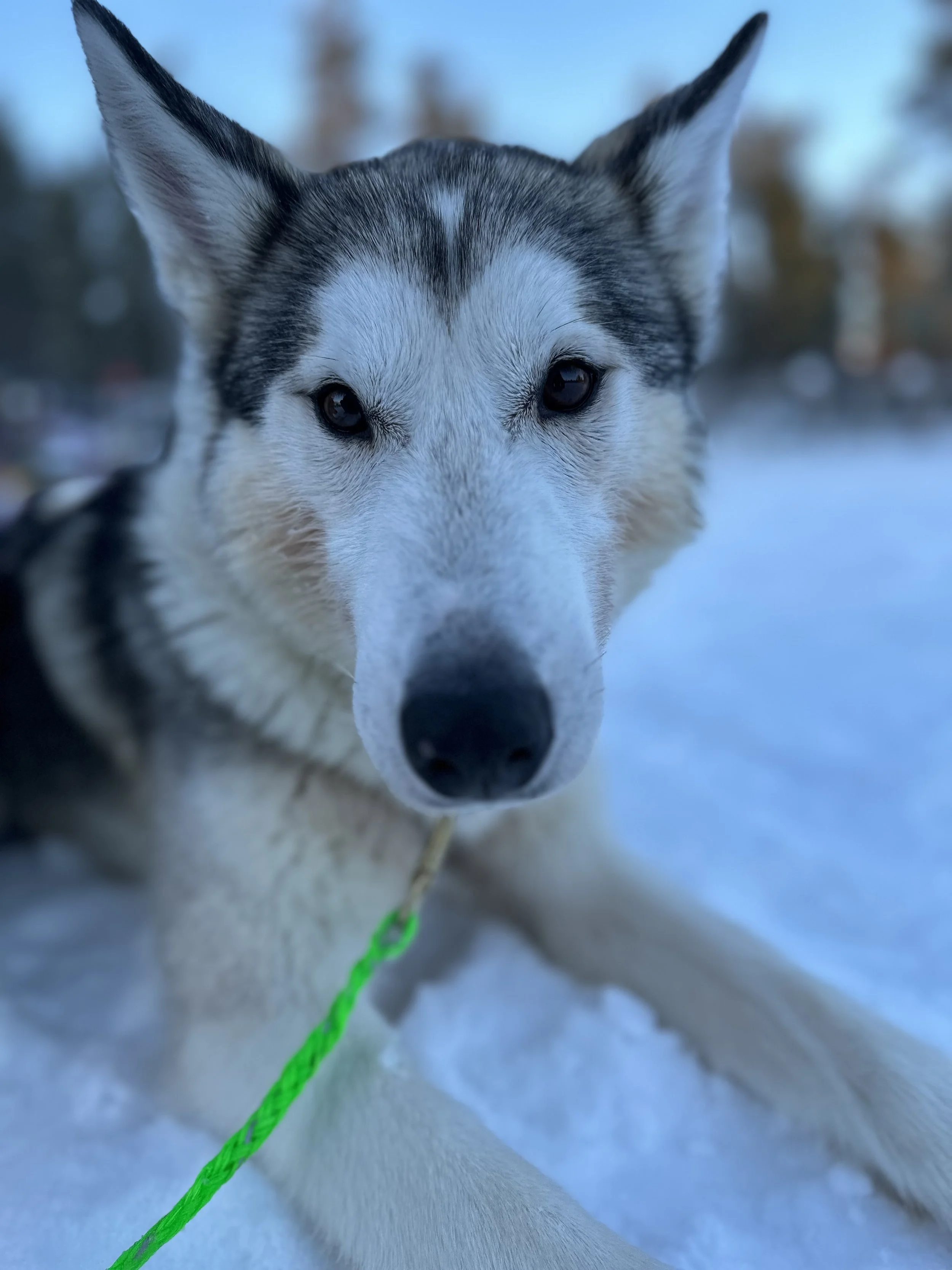 Close-up of a Siberian Husky dog with black and white fur, piercing blue eyes, lying on snow with a green leash attached, outdoors in winter.