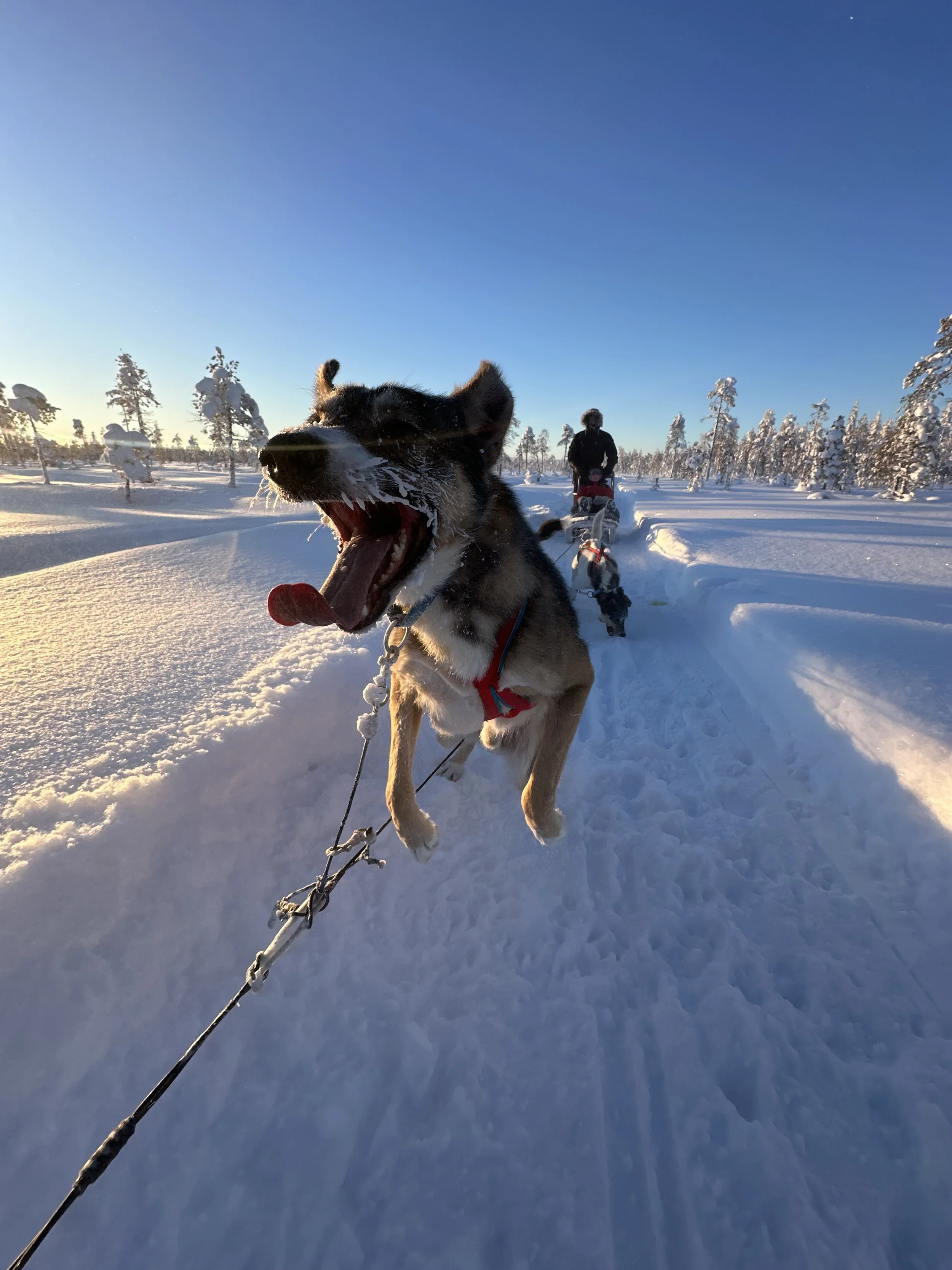 Dog sledding in snowy landscape with a person and trees in the background during sunset