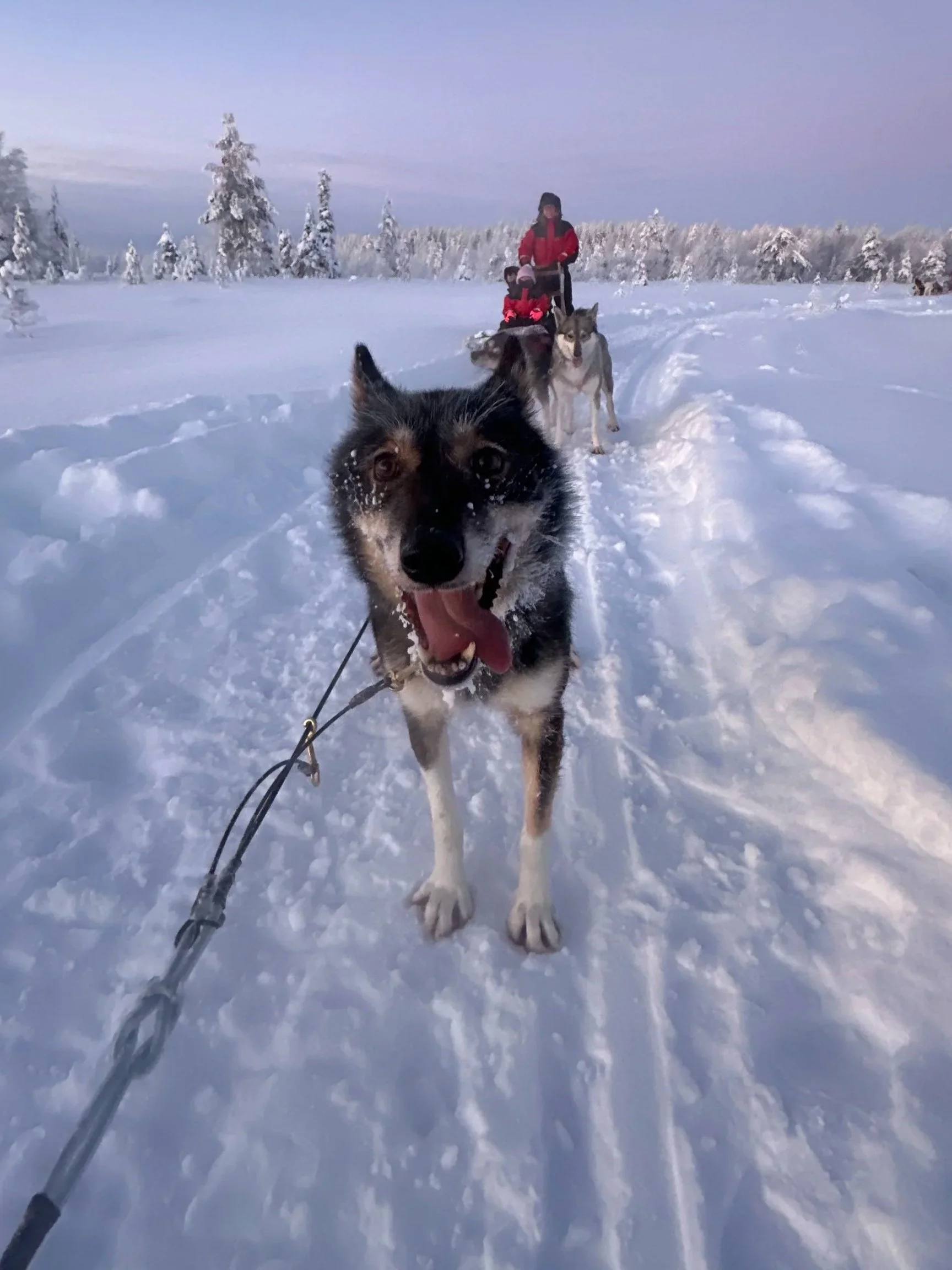 Happy husky dog in front, pulling a sled with two people and another husky in a snowy landscape with snow-covered trees in the background.