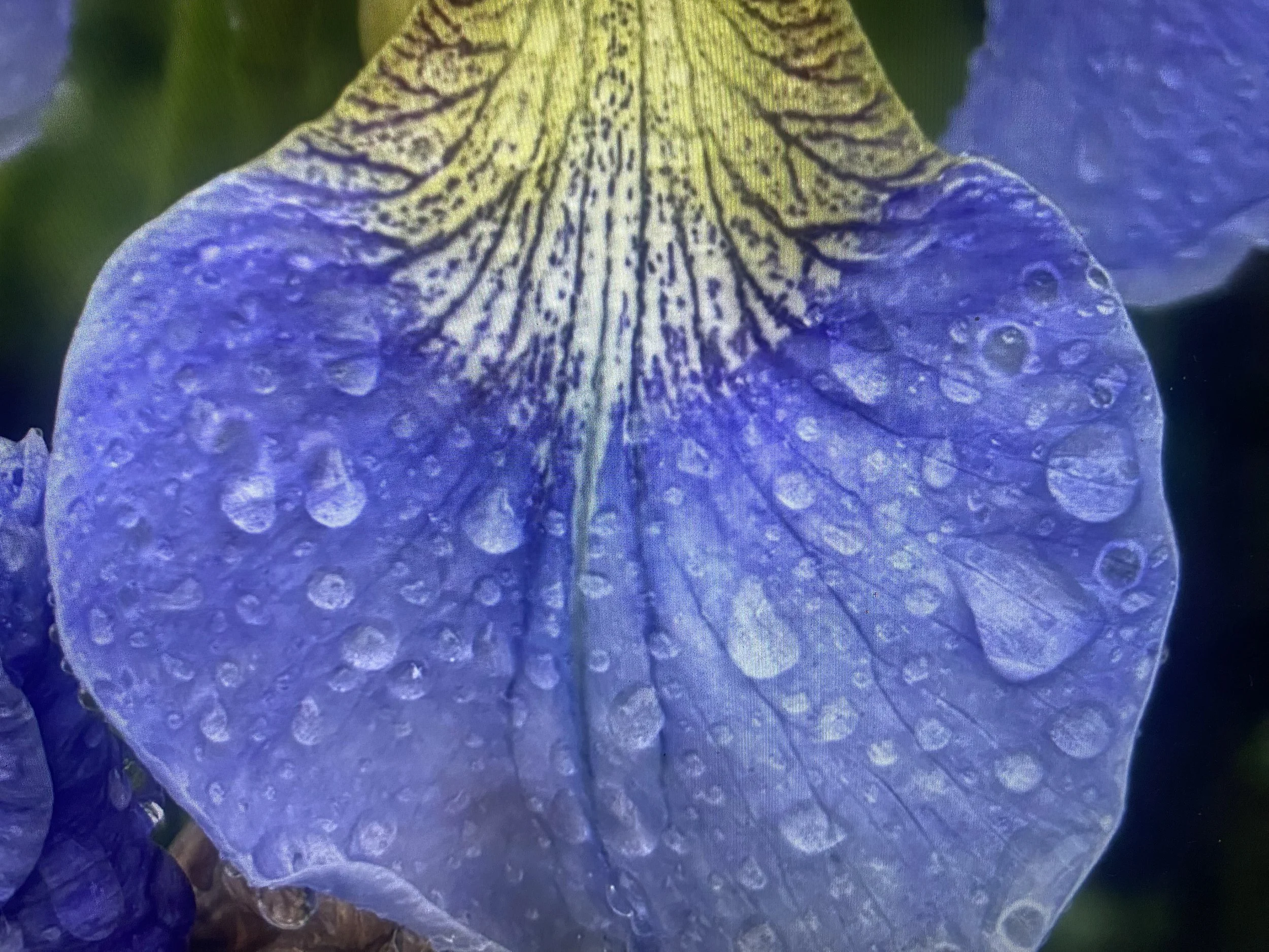 THE GARDENER'S BAR Tamara Henderson