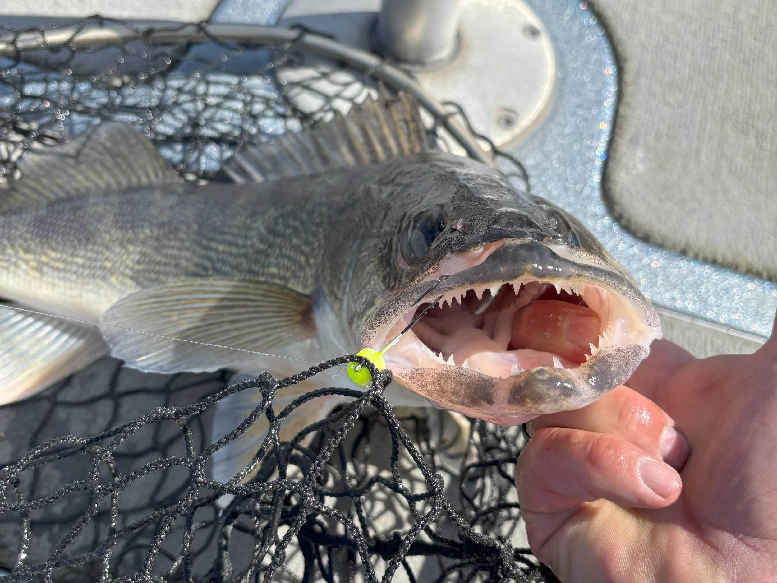 Lake of the Woods Walleye Opener: Post-Spawn Tactics &amp; Gear