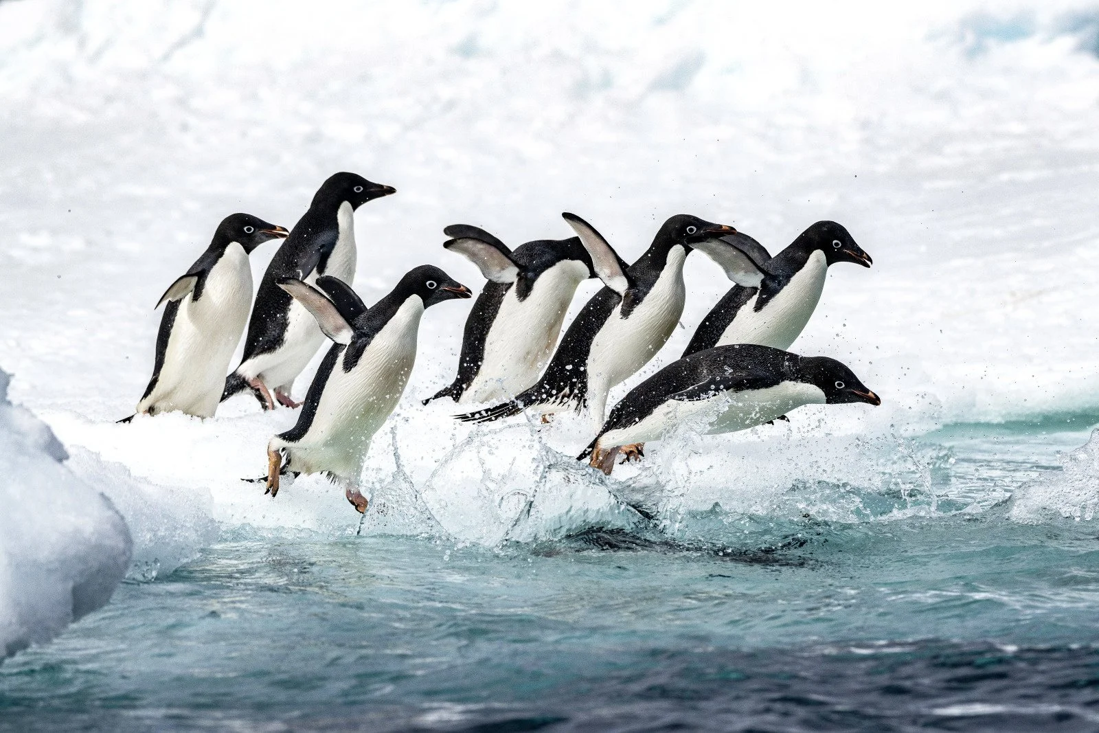 Ponant Ocean Cruises