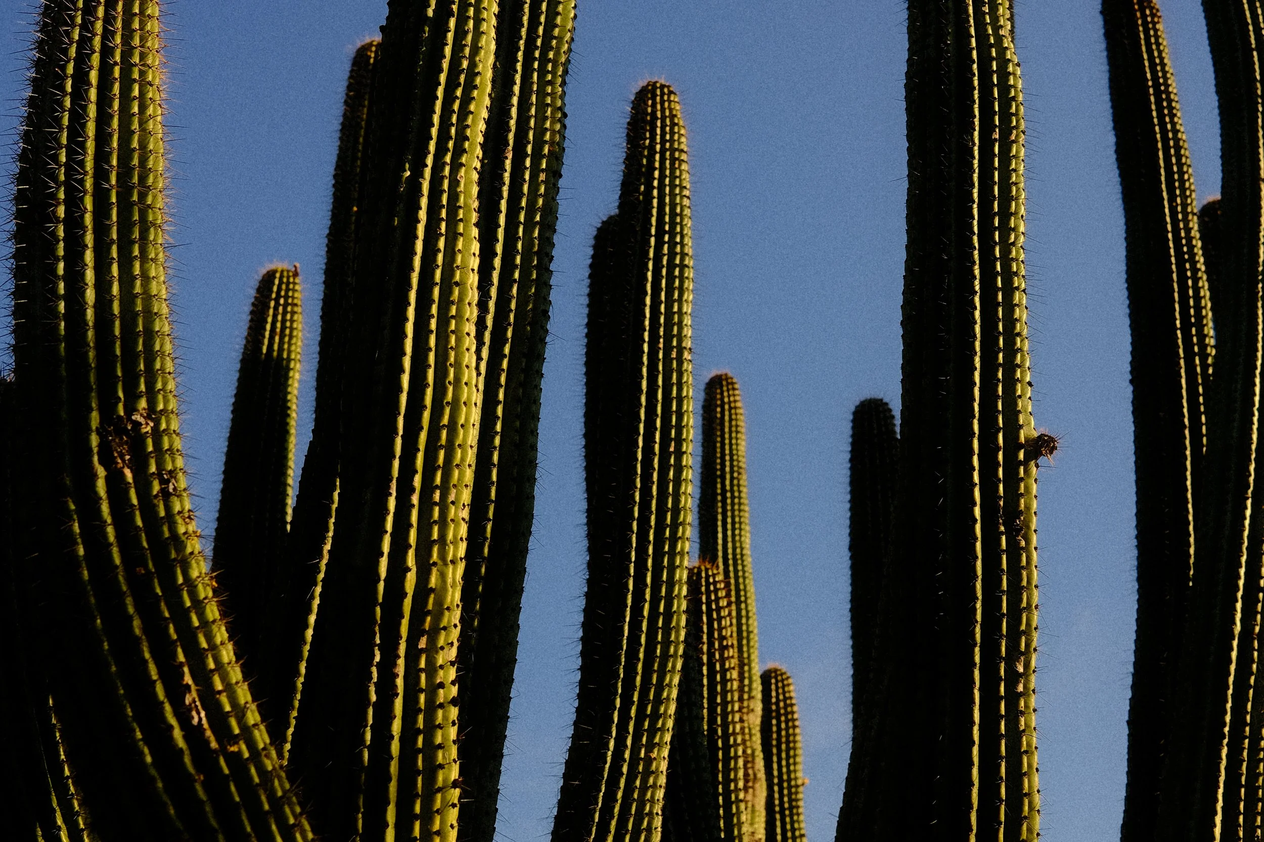 CHRIS-MONTIEL_DESIERTO12.jpg