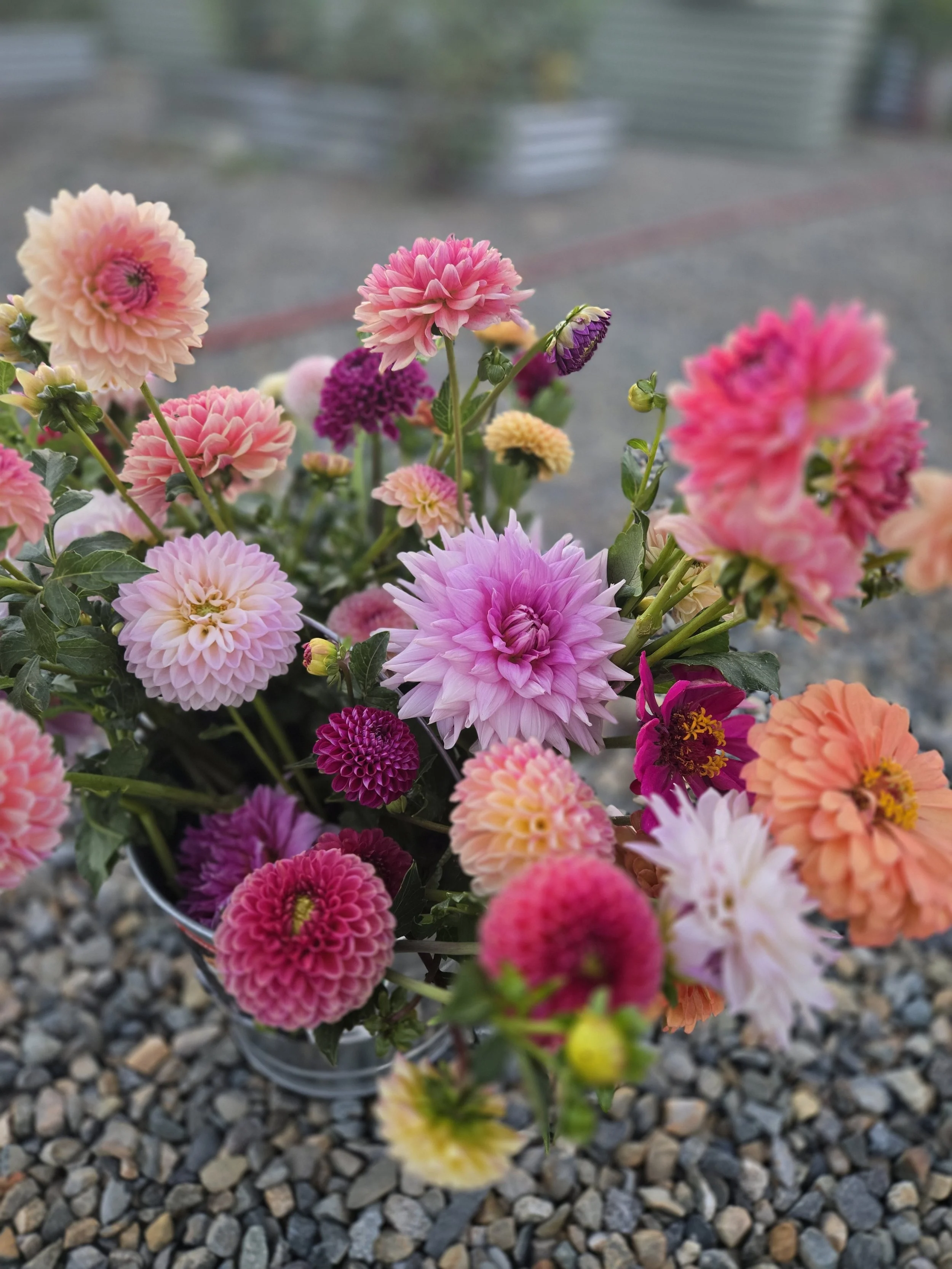 buckets of dahlias in la bella vito farm