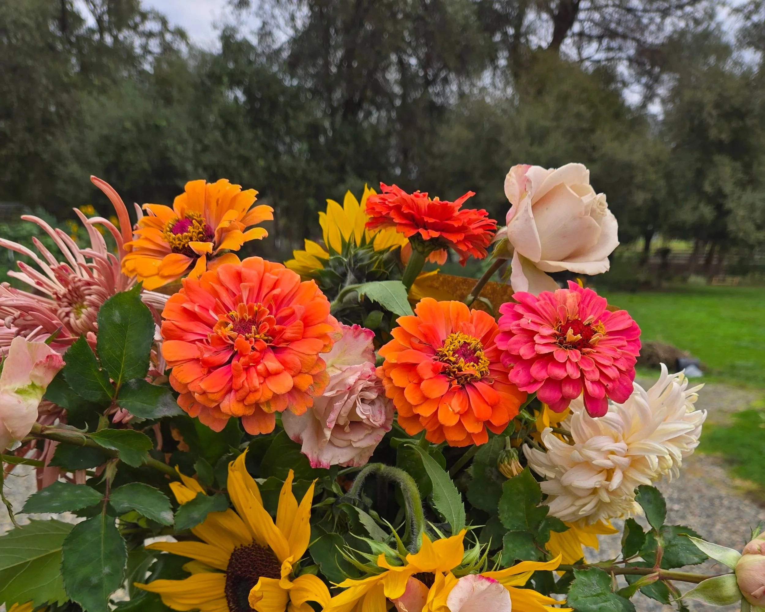 Flower Farm Tour La Bella Vito Farm