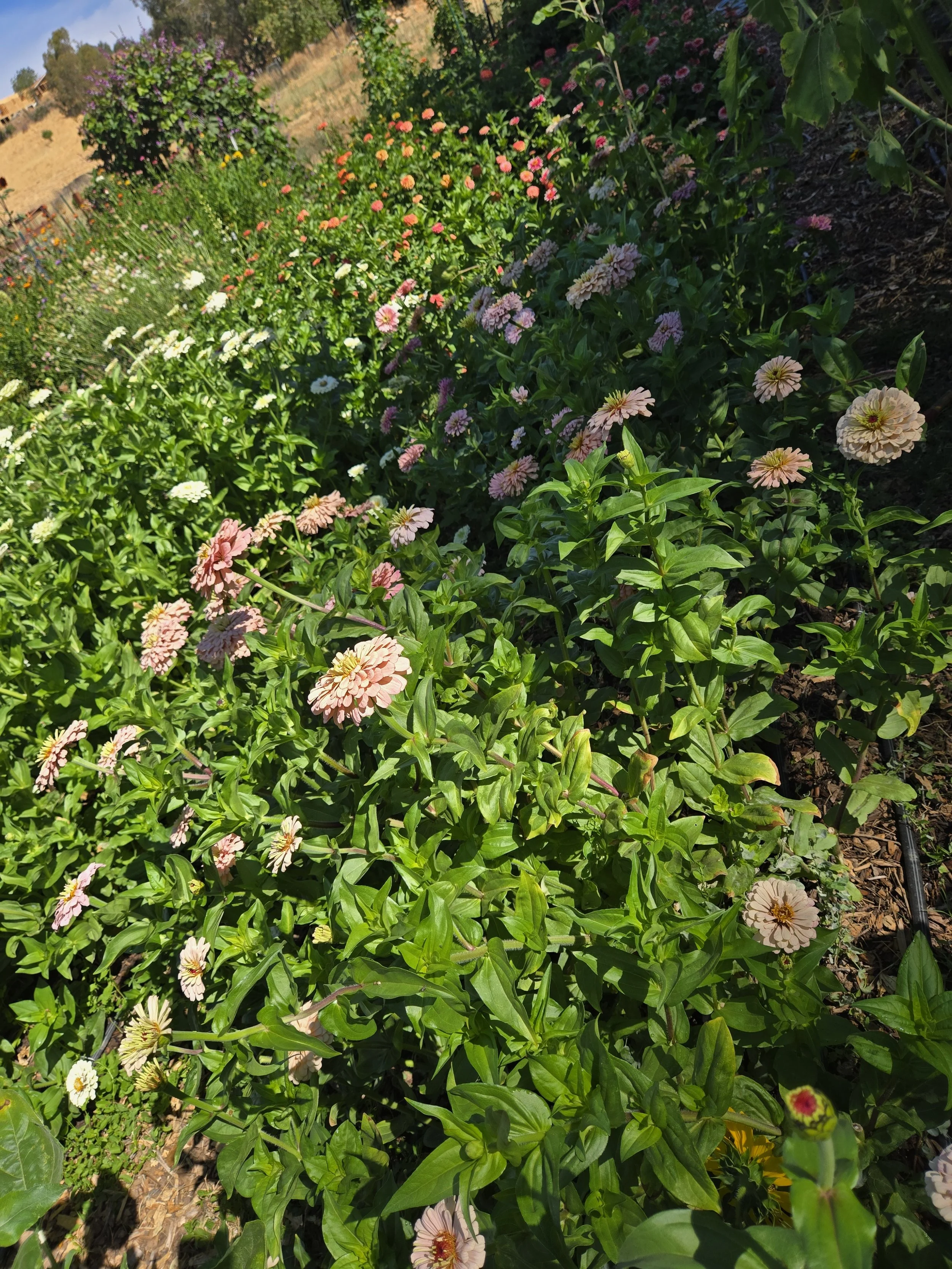 Flower Farm & Animal Experience