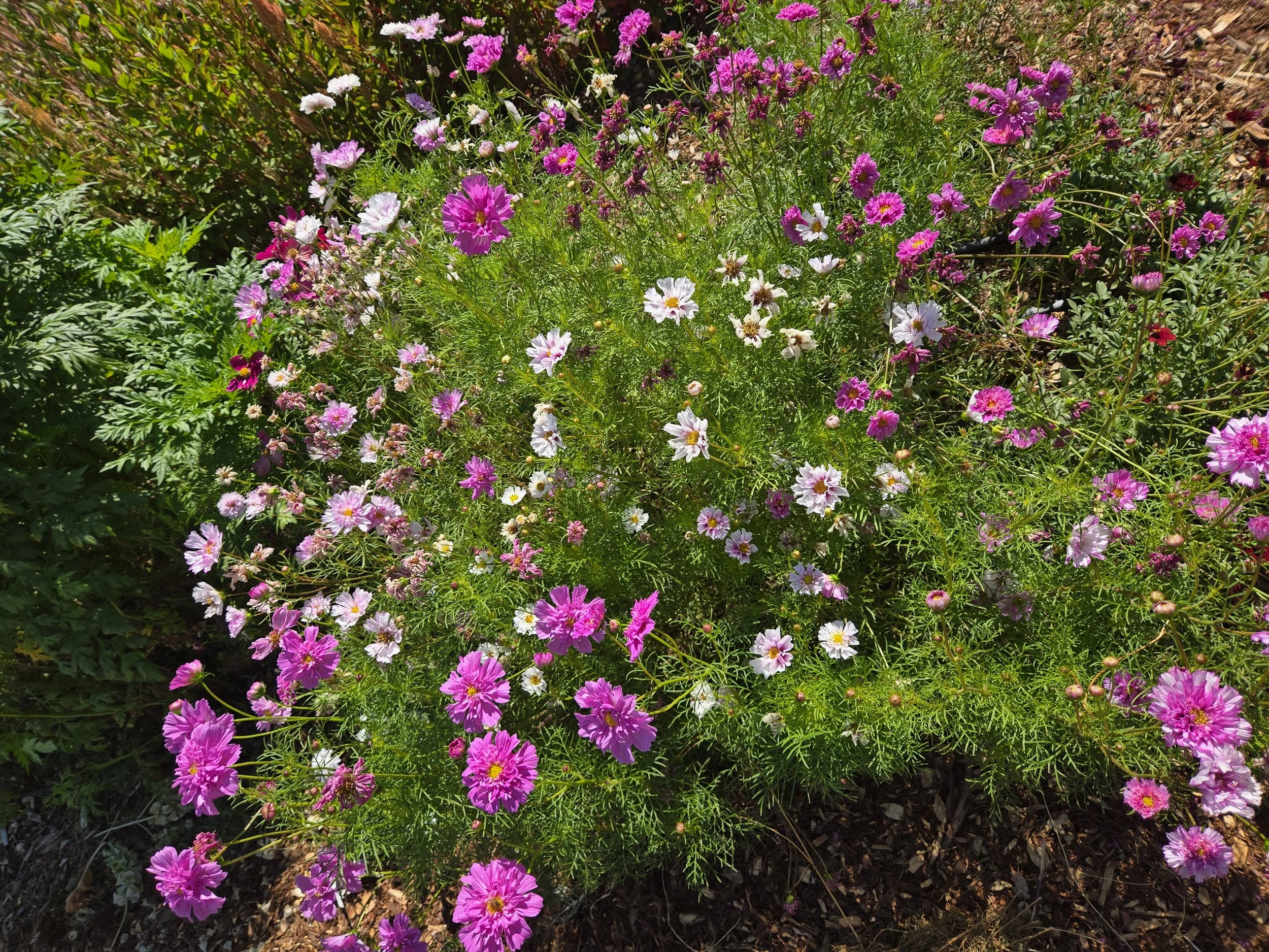 flower Farm Experience at La Bella Vito Farm